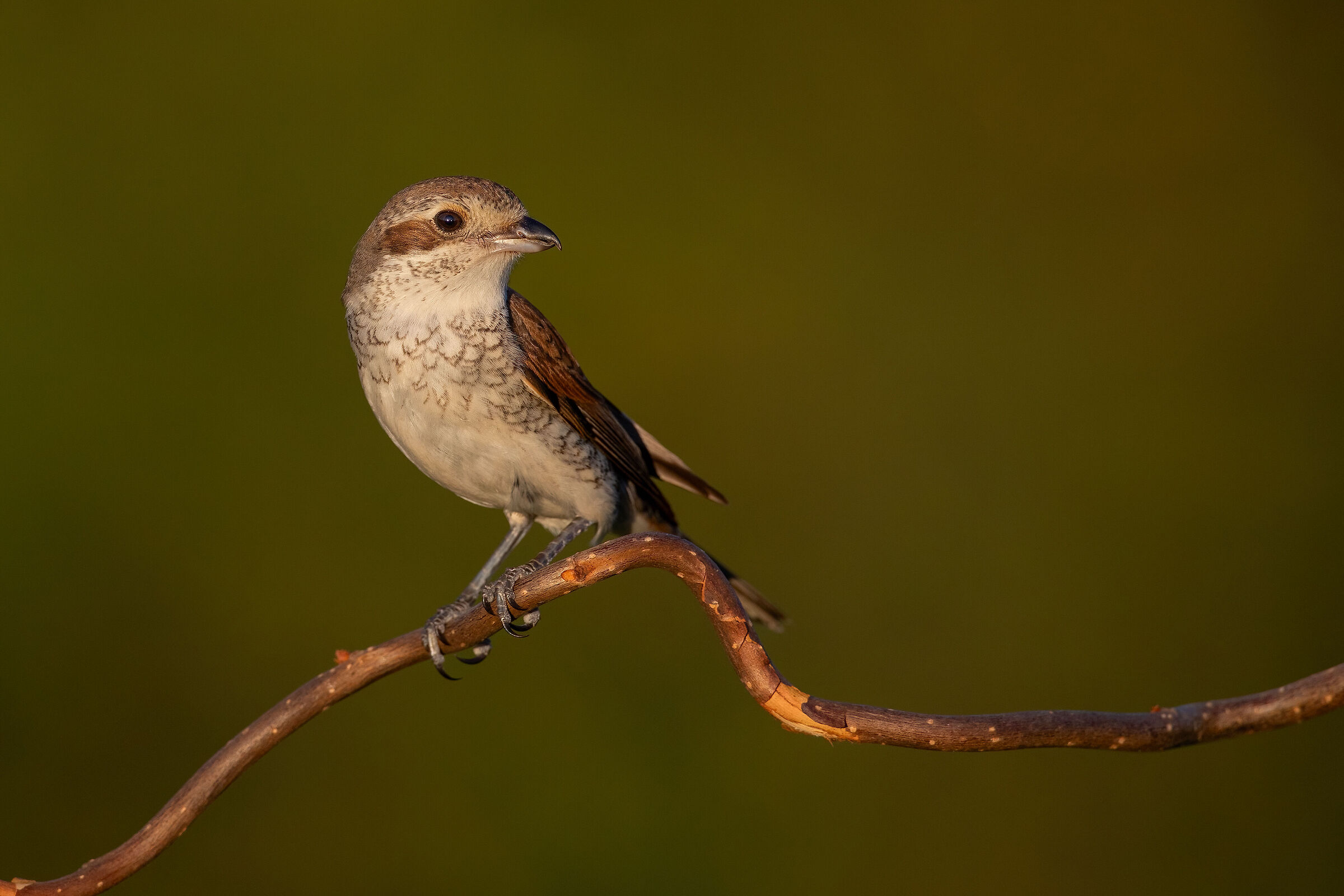 Having a small female shrike
