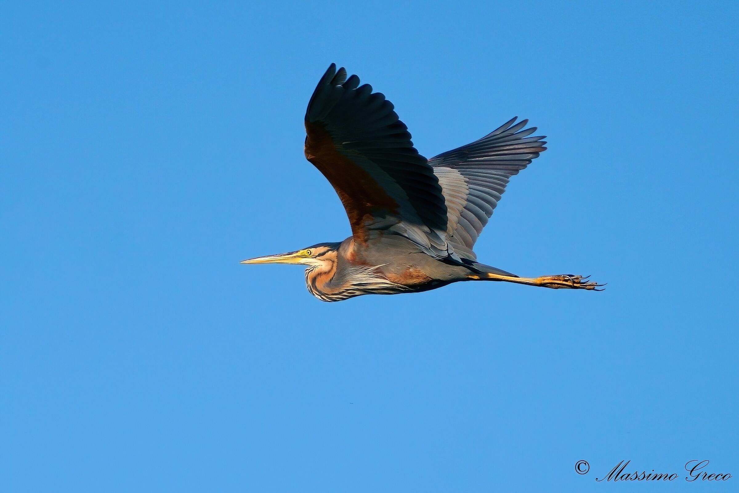 Airone rosso (Ardea purpurea)