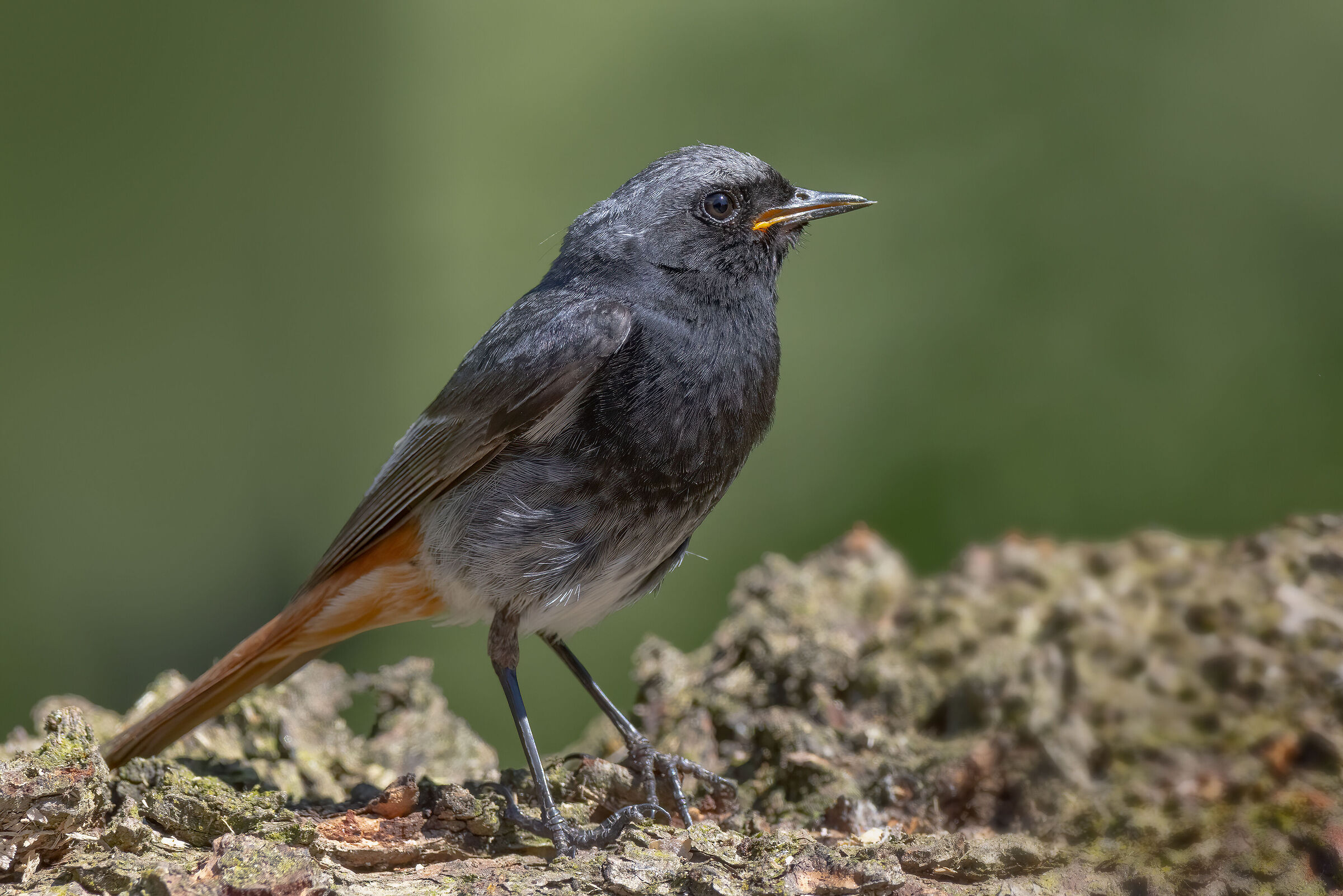 Codirosso spazzacamino