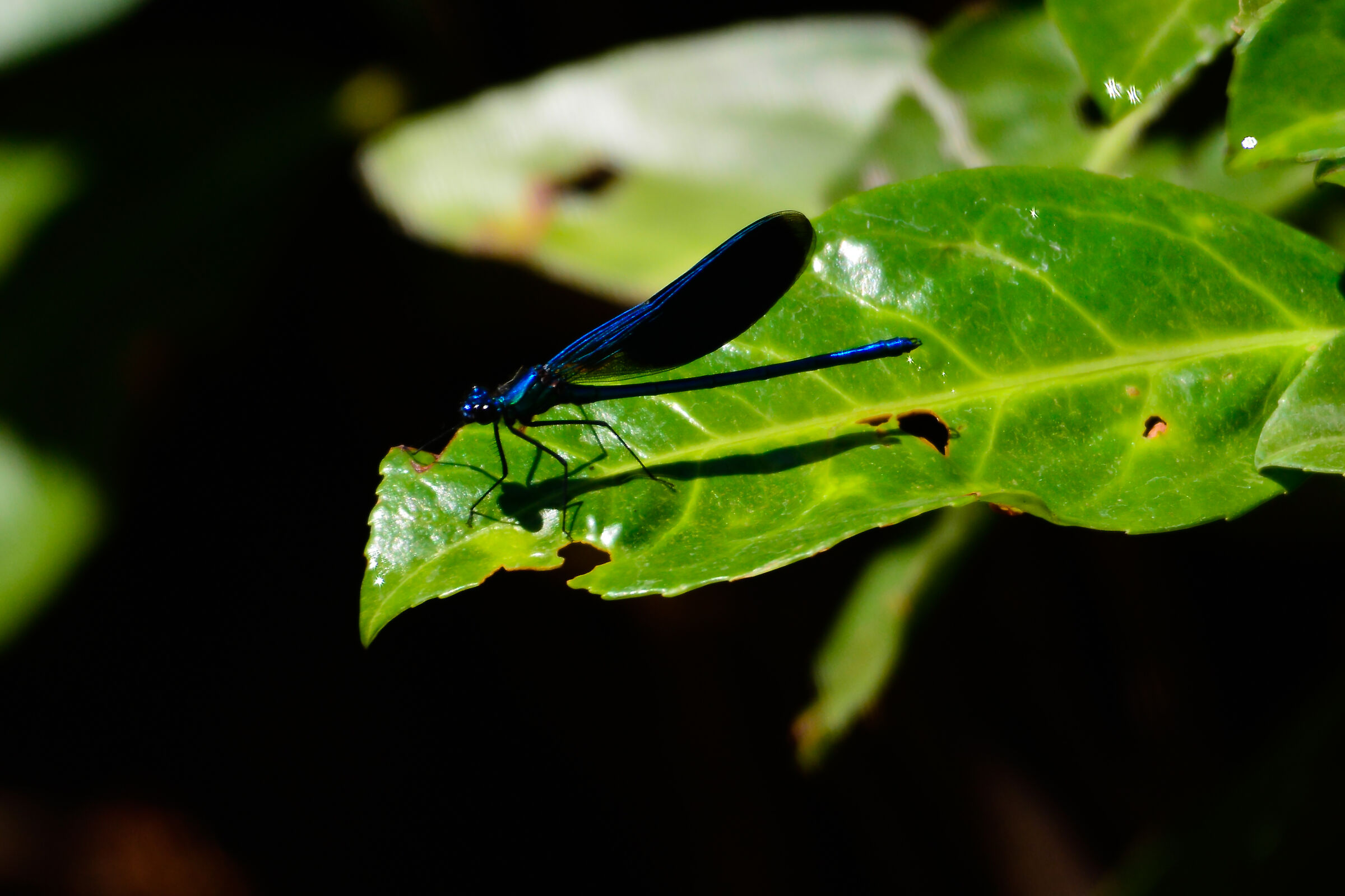 A blue dragonfly