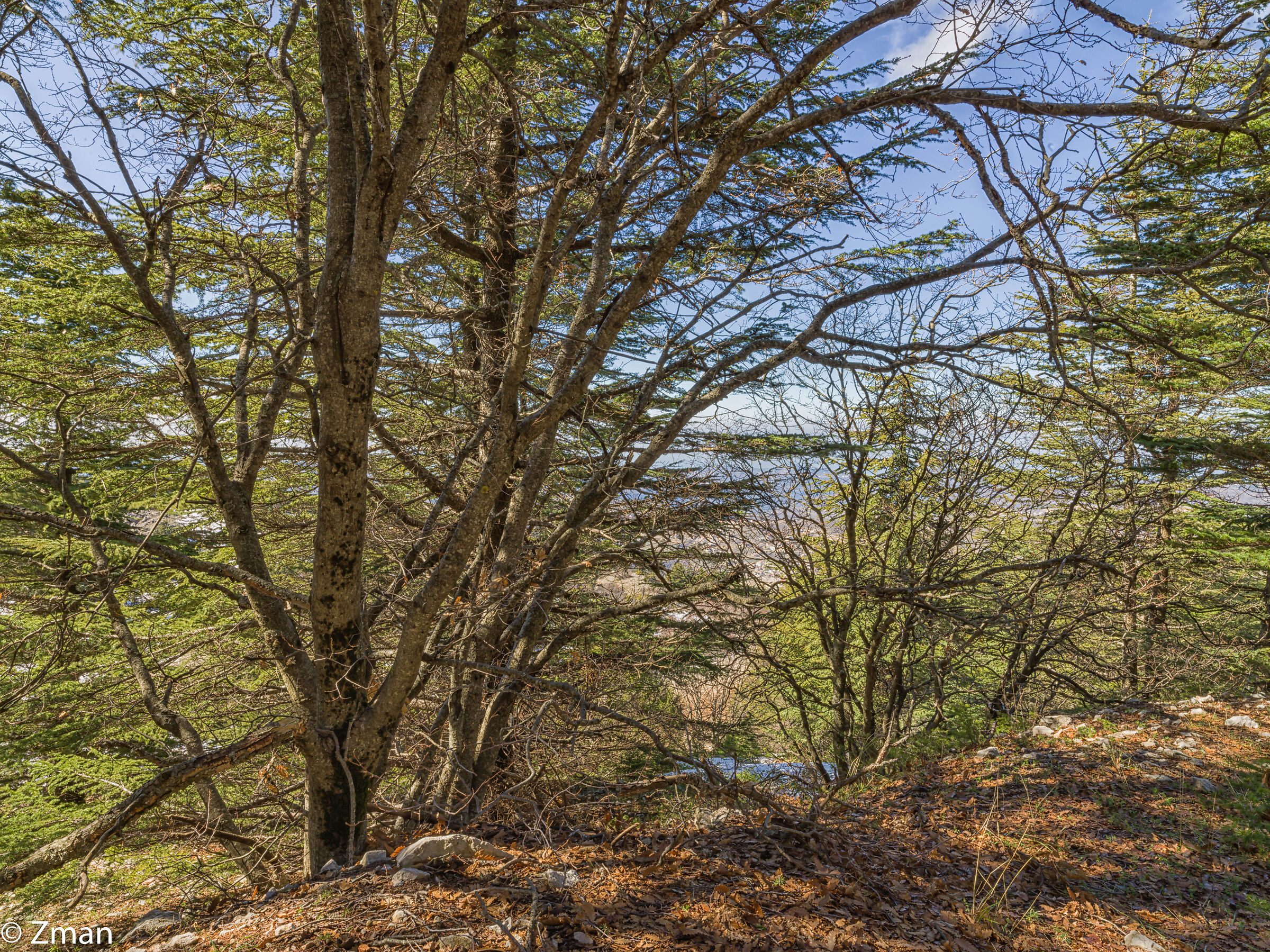 Riserva dei cedri di Al Barouk