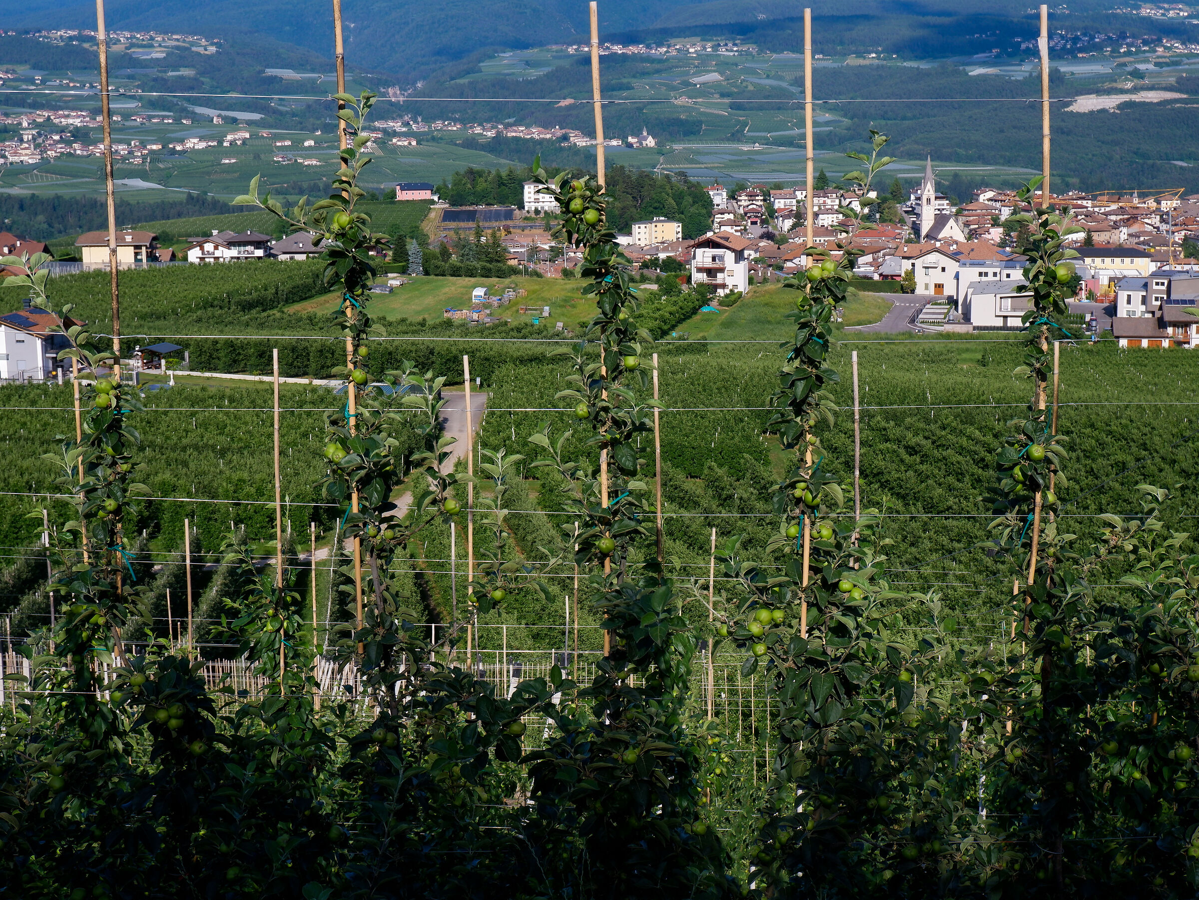 Cles and its apple trees