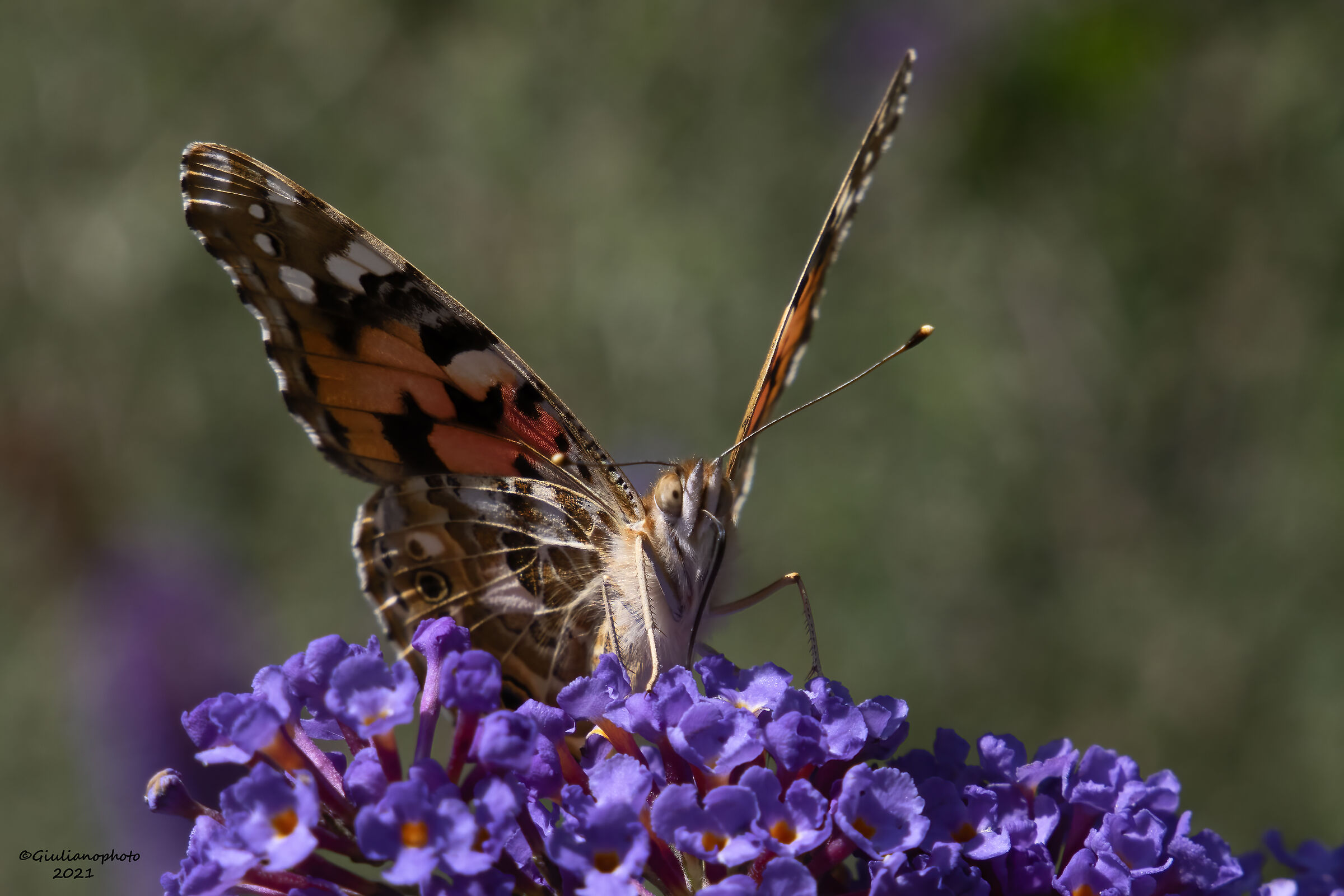 Vanessa of the Thistle (Vanessa cardui)