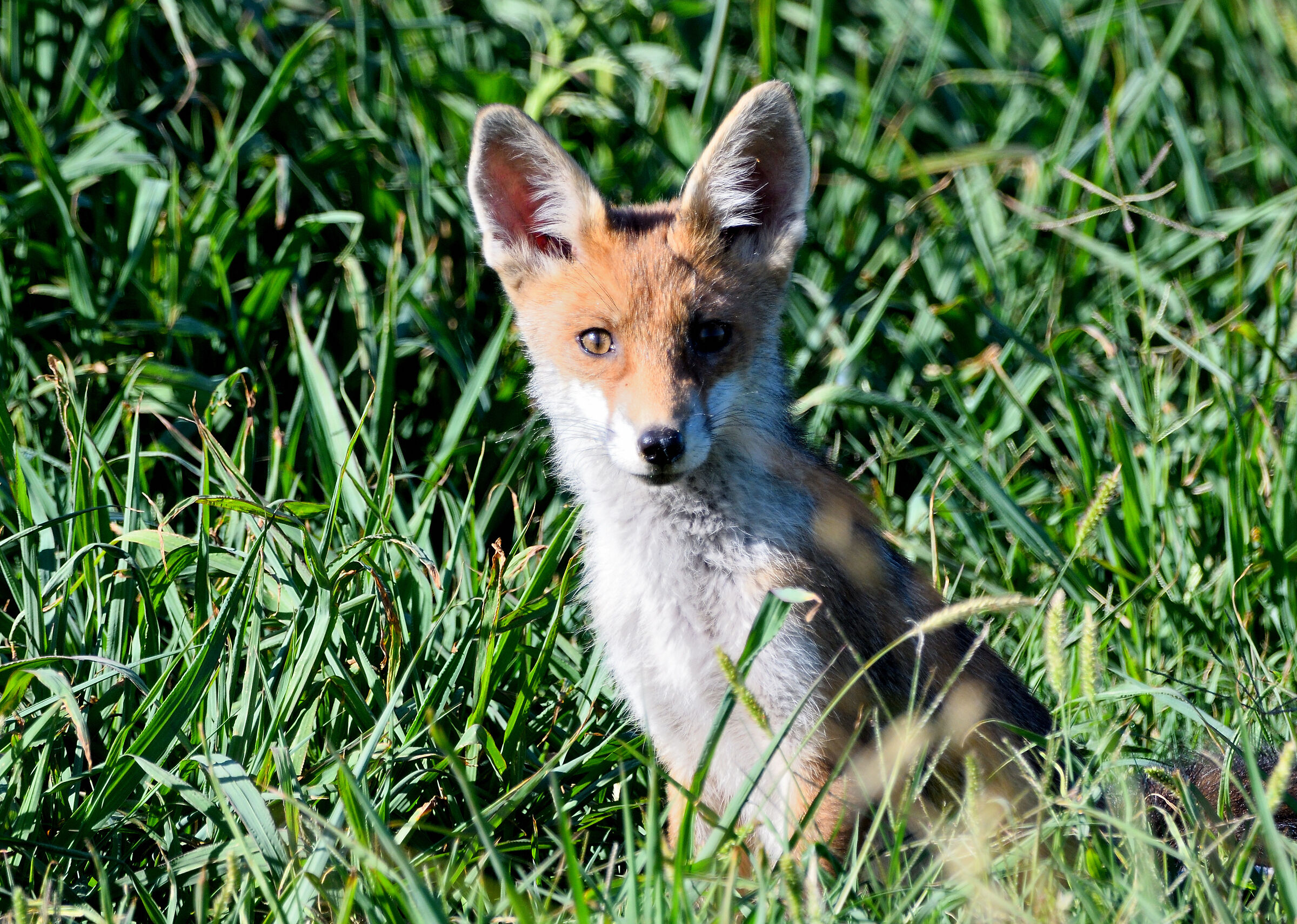 fox cub.