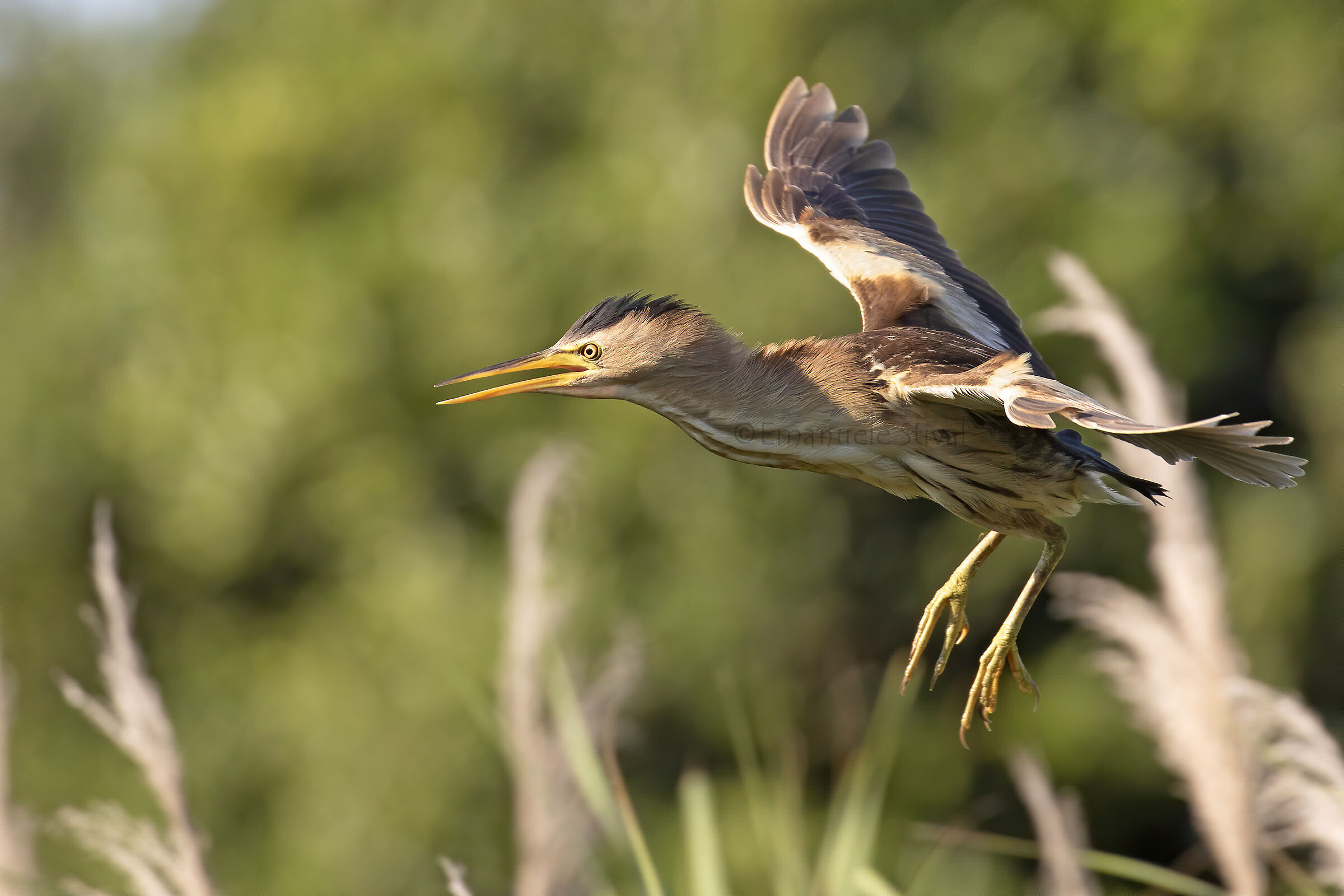 Bittern in flight