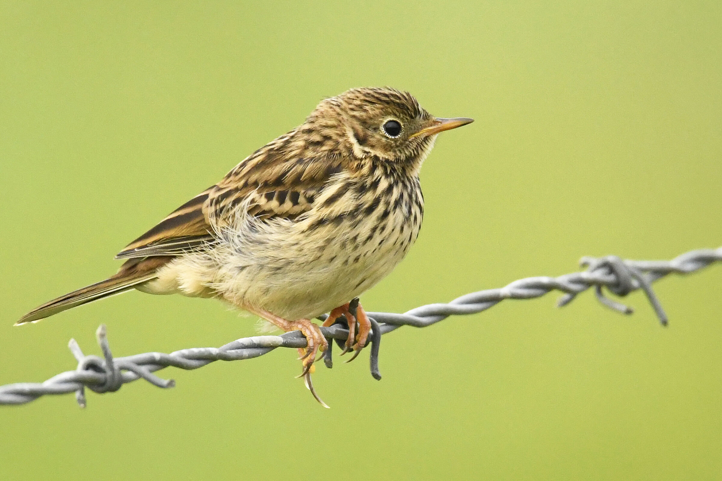 Pispola (Meadow pipit)