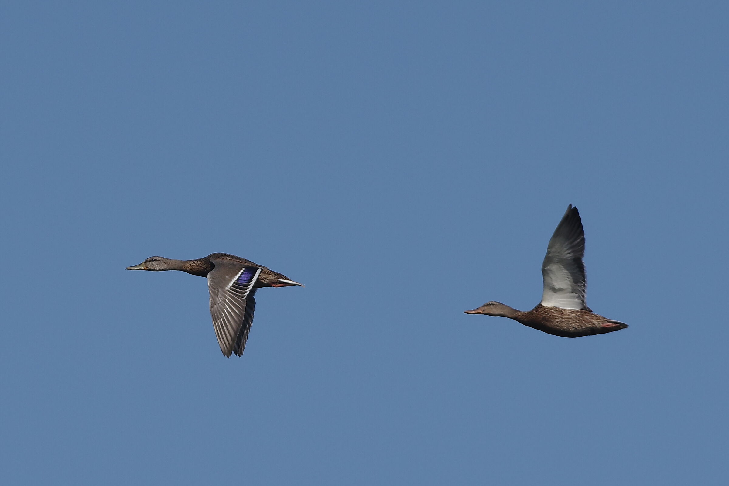 Volo sincronizzato di due giovani germane
