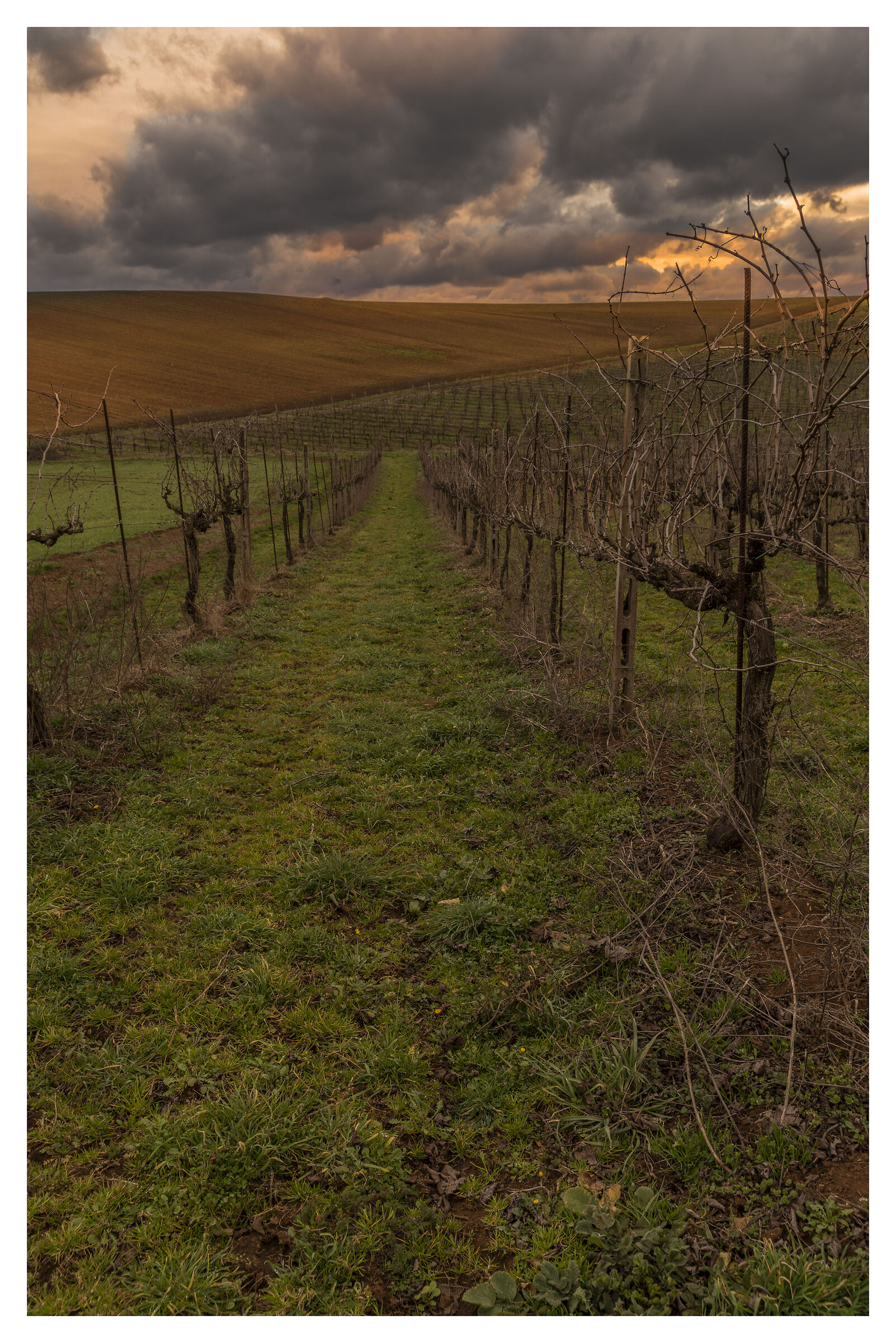 Vineyards at sunset