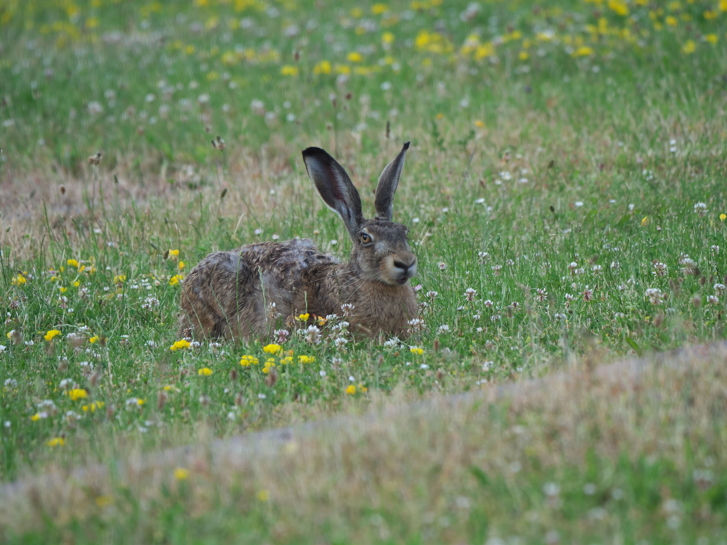 Rabbit on Swedish lawn