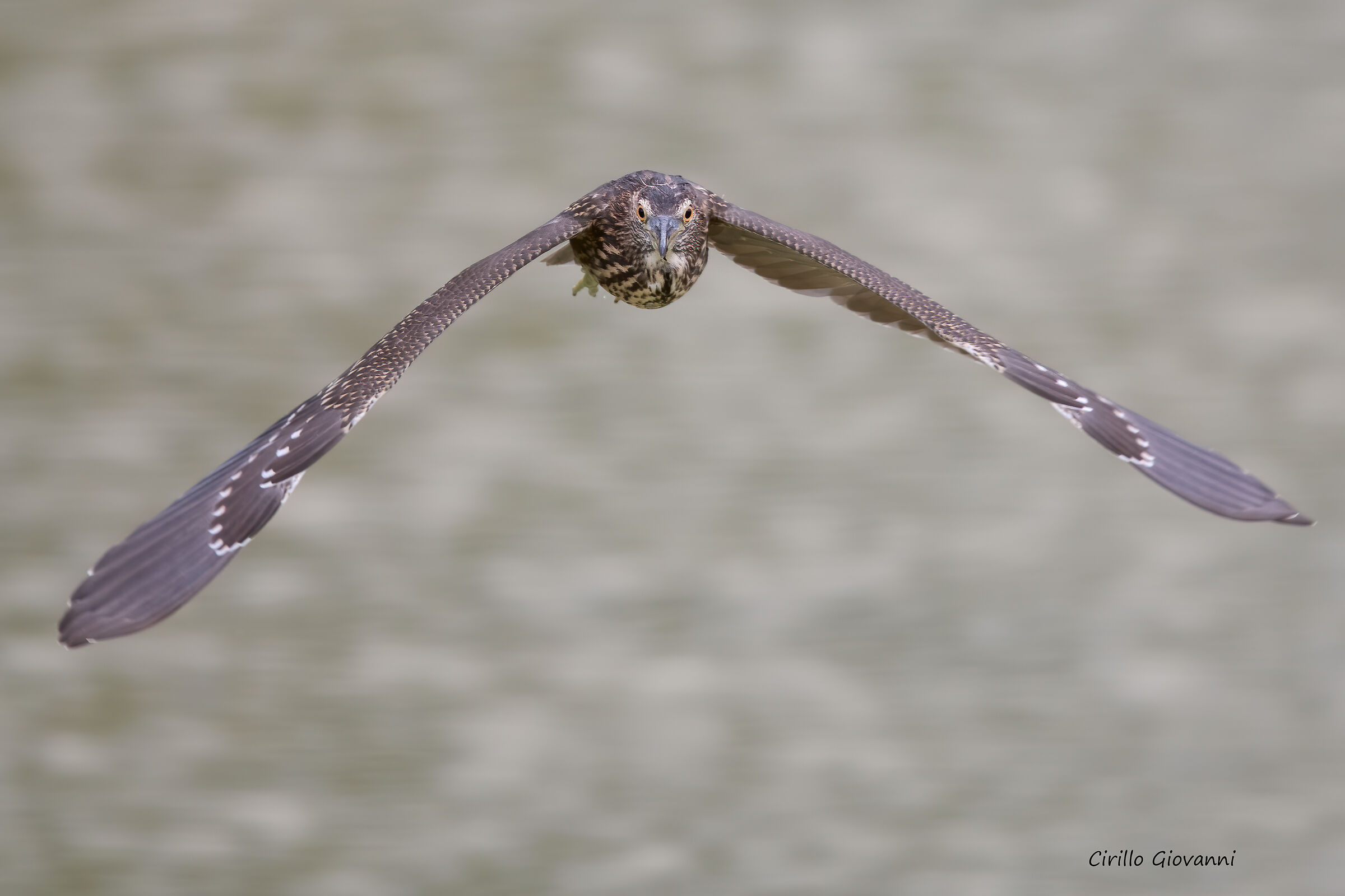 Nitticora in volo frontale