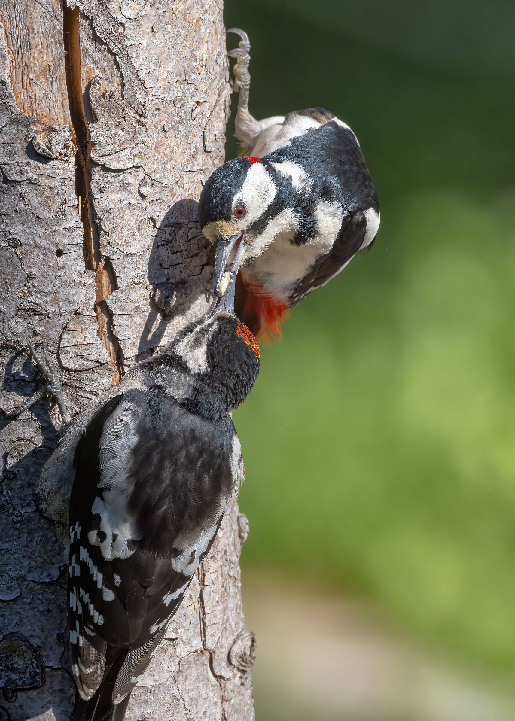 Imbeccata (Picchio rosso maggiore)
