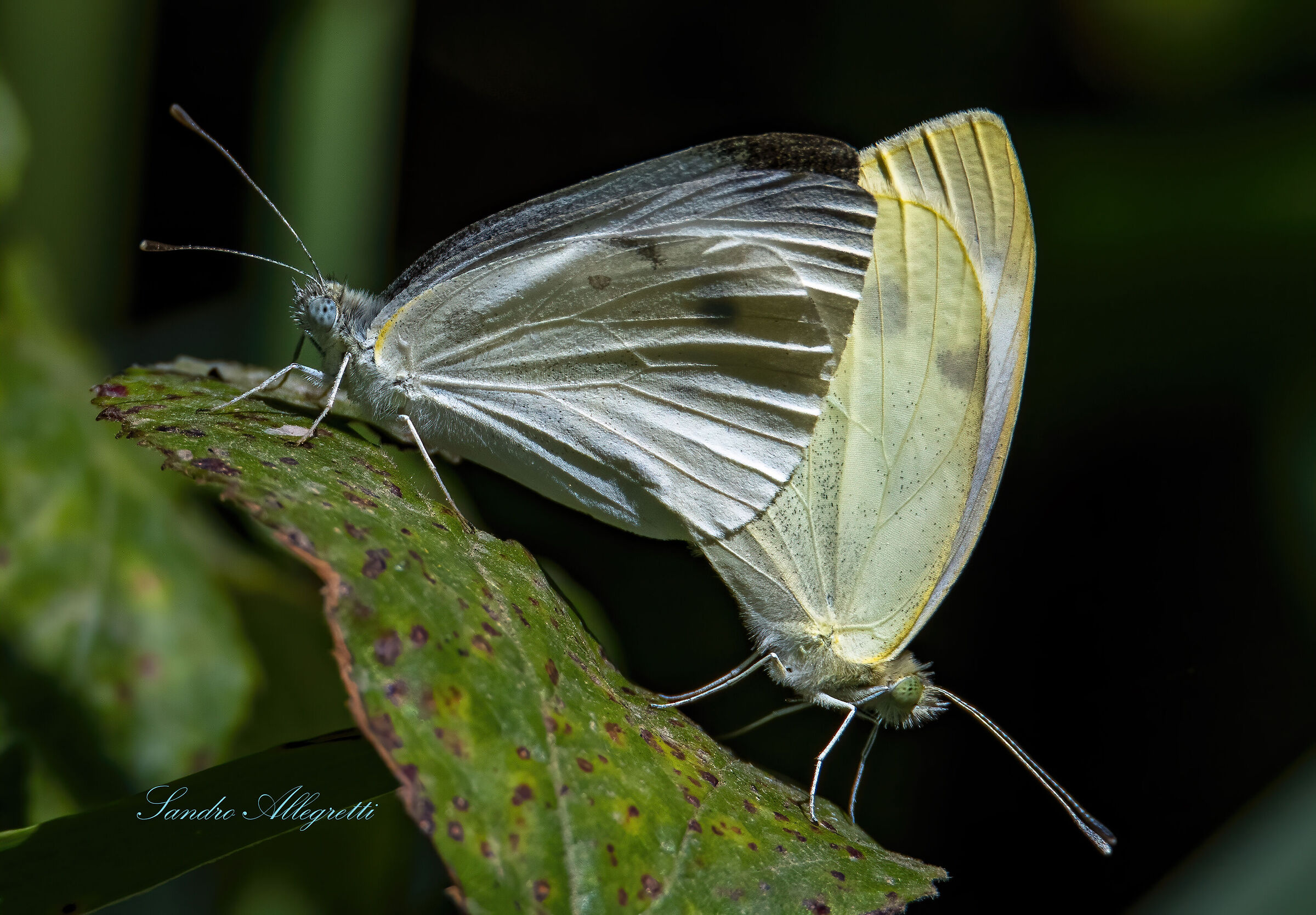 La cavolaia minore (Pieris rapae) PN Circeo 10-lug-2021