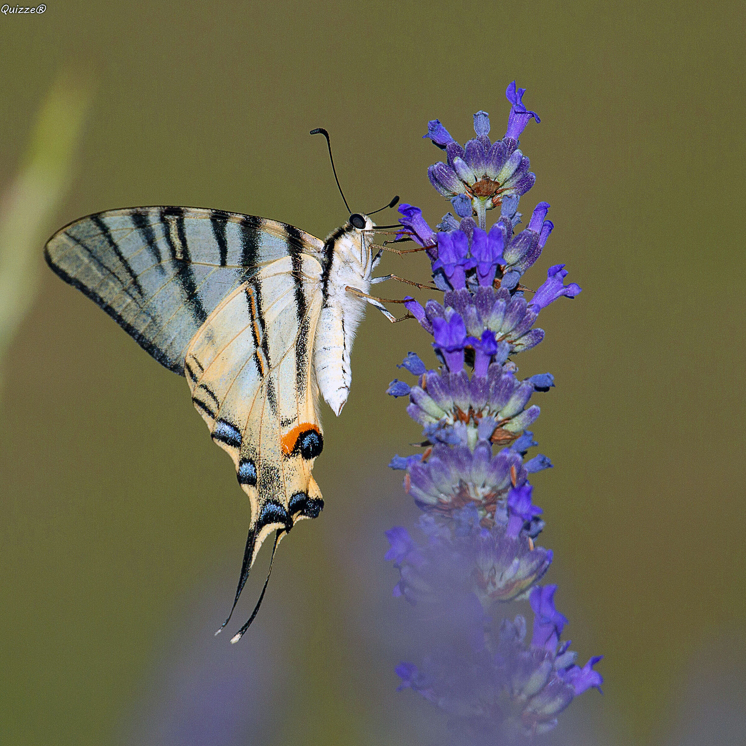 Photo taken with 13mm extension tube.
