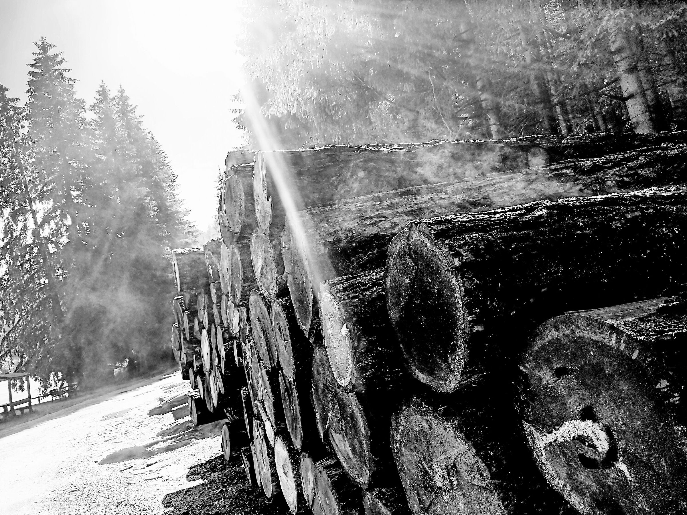 Hot Logs