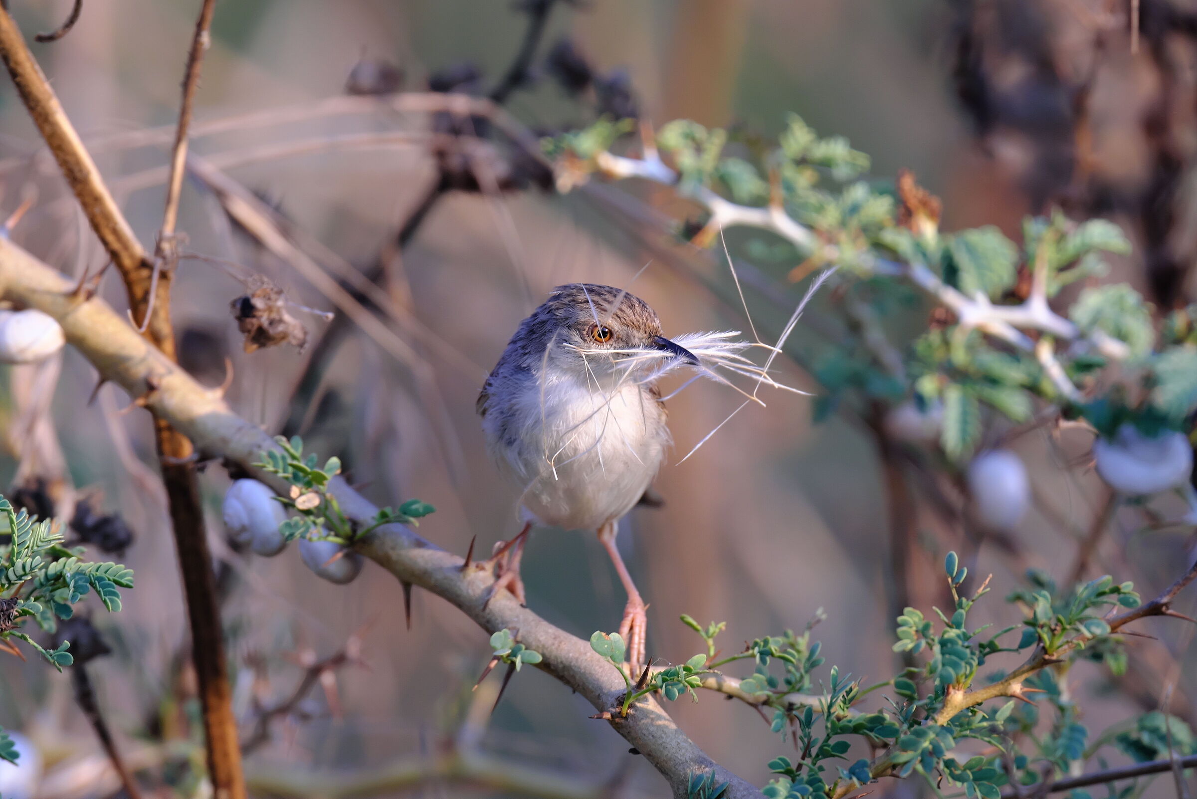 Prinia aggraziata