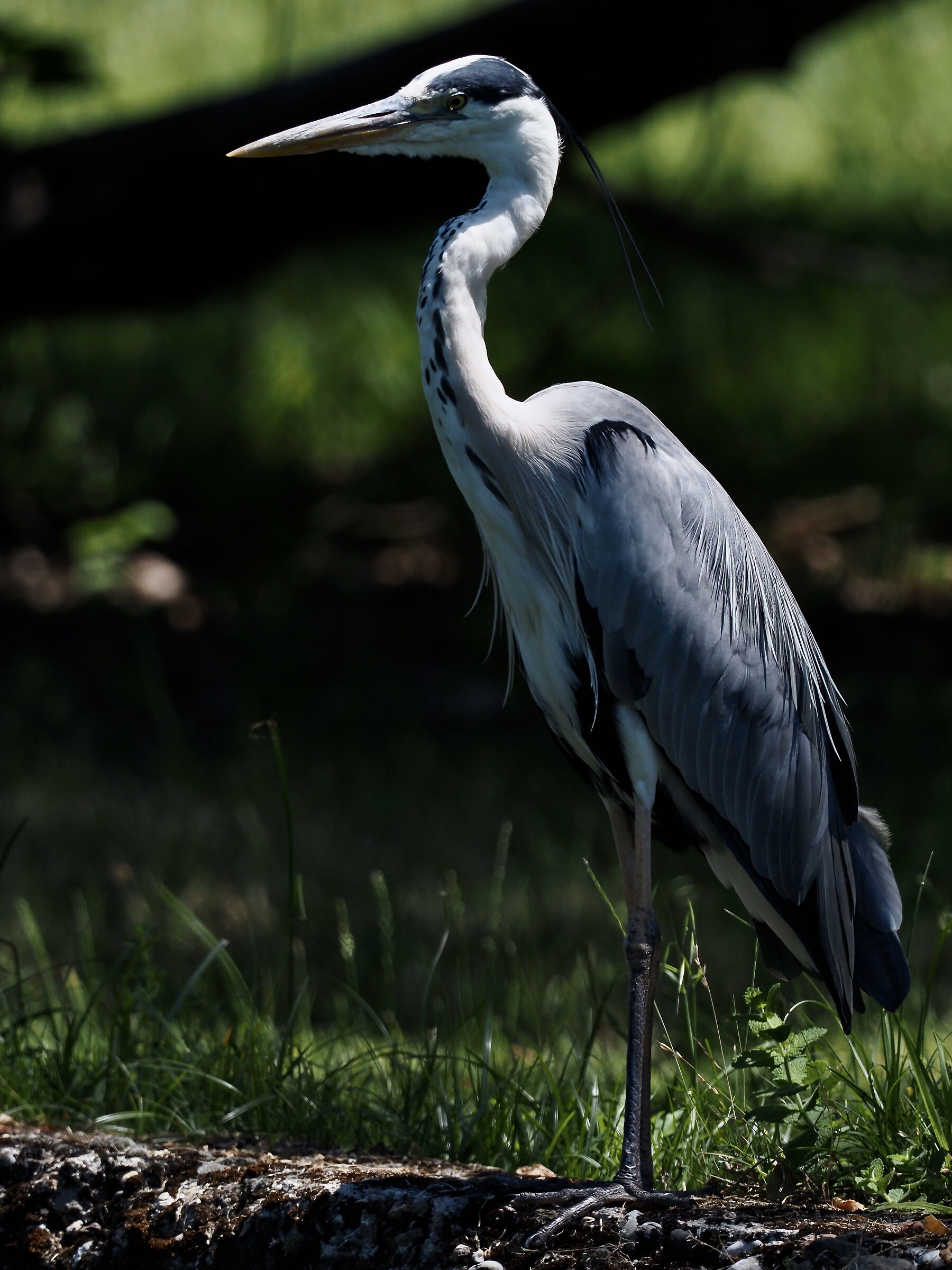 grey heron