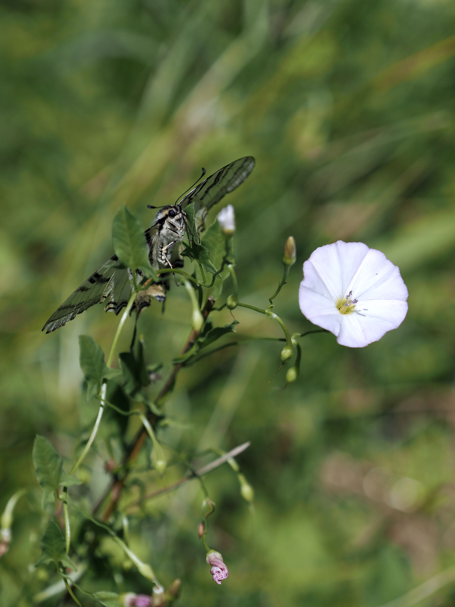 scarce swallowtail