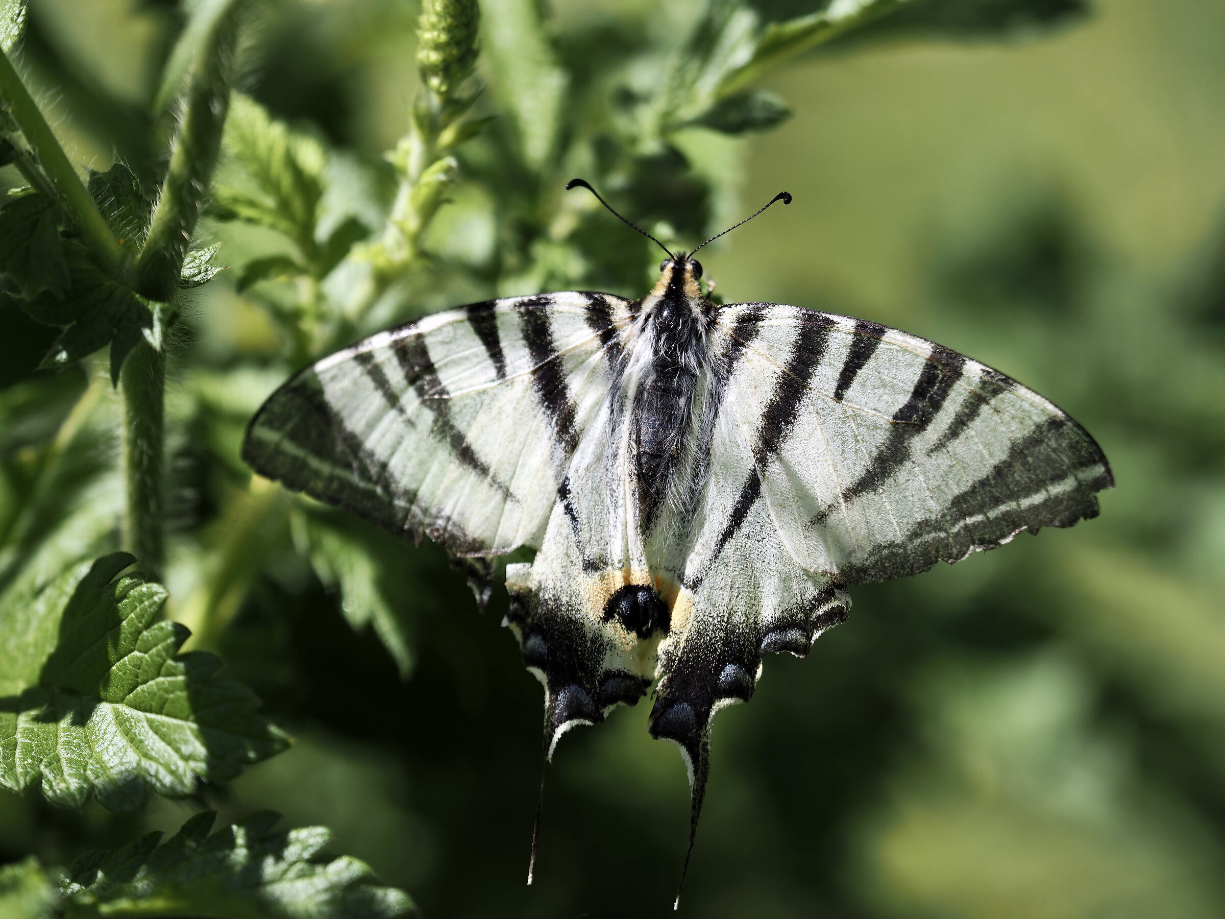 scarce swallowtail