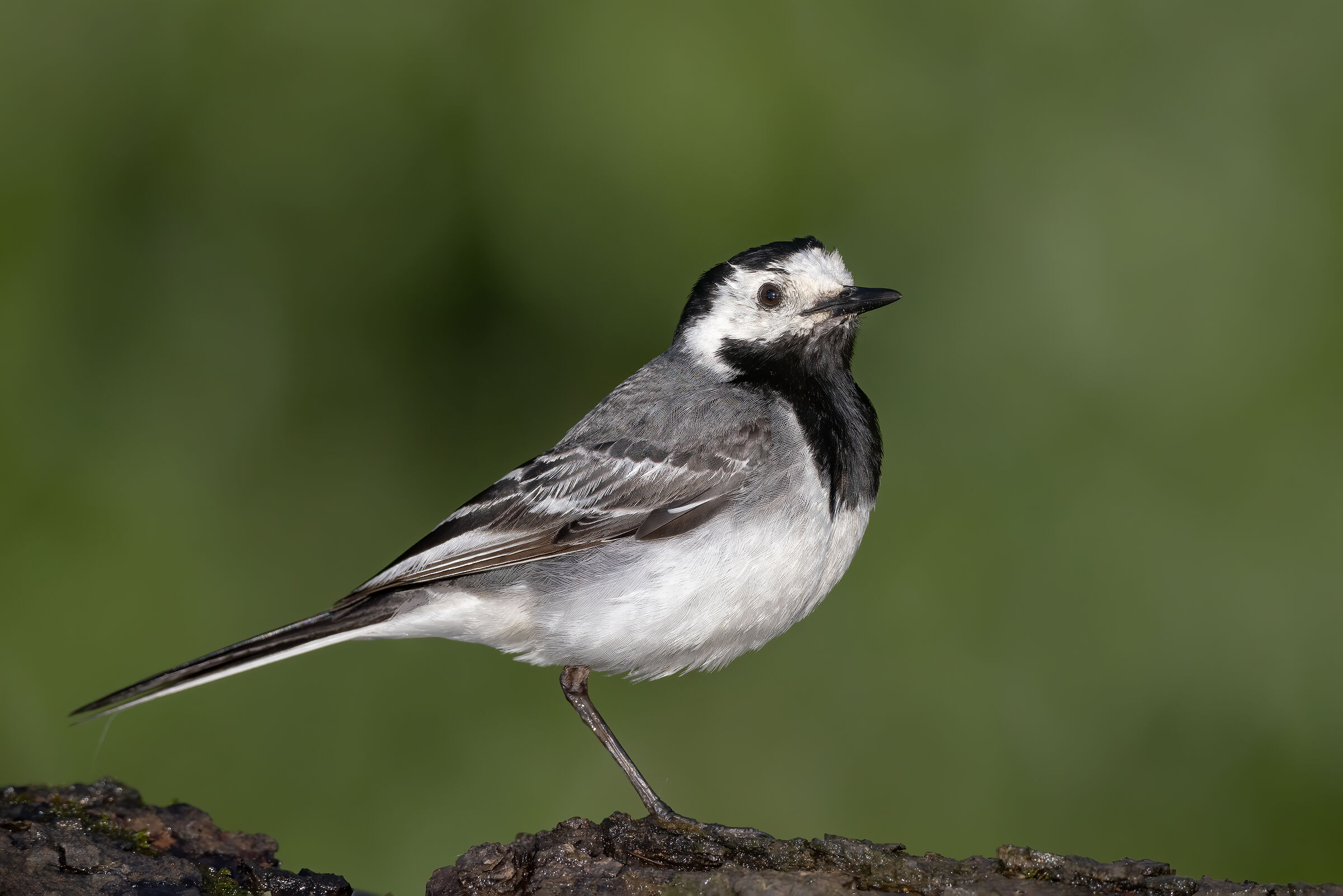 Ballerina bianca in posizione di riposo