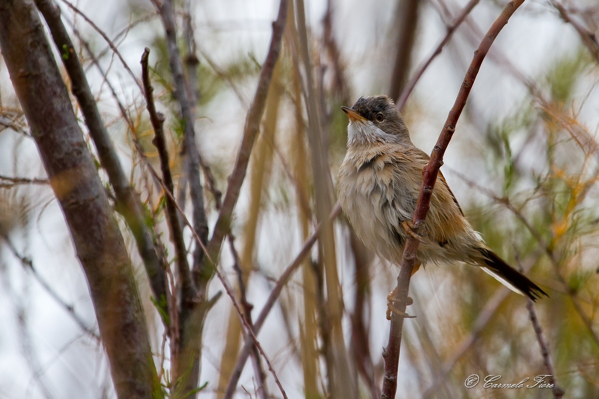 Sterpazzola di Sardegna