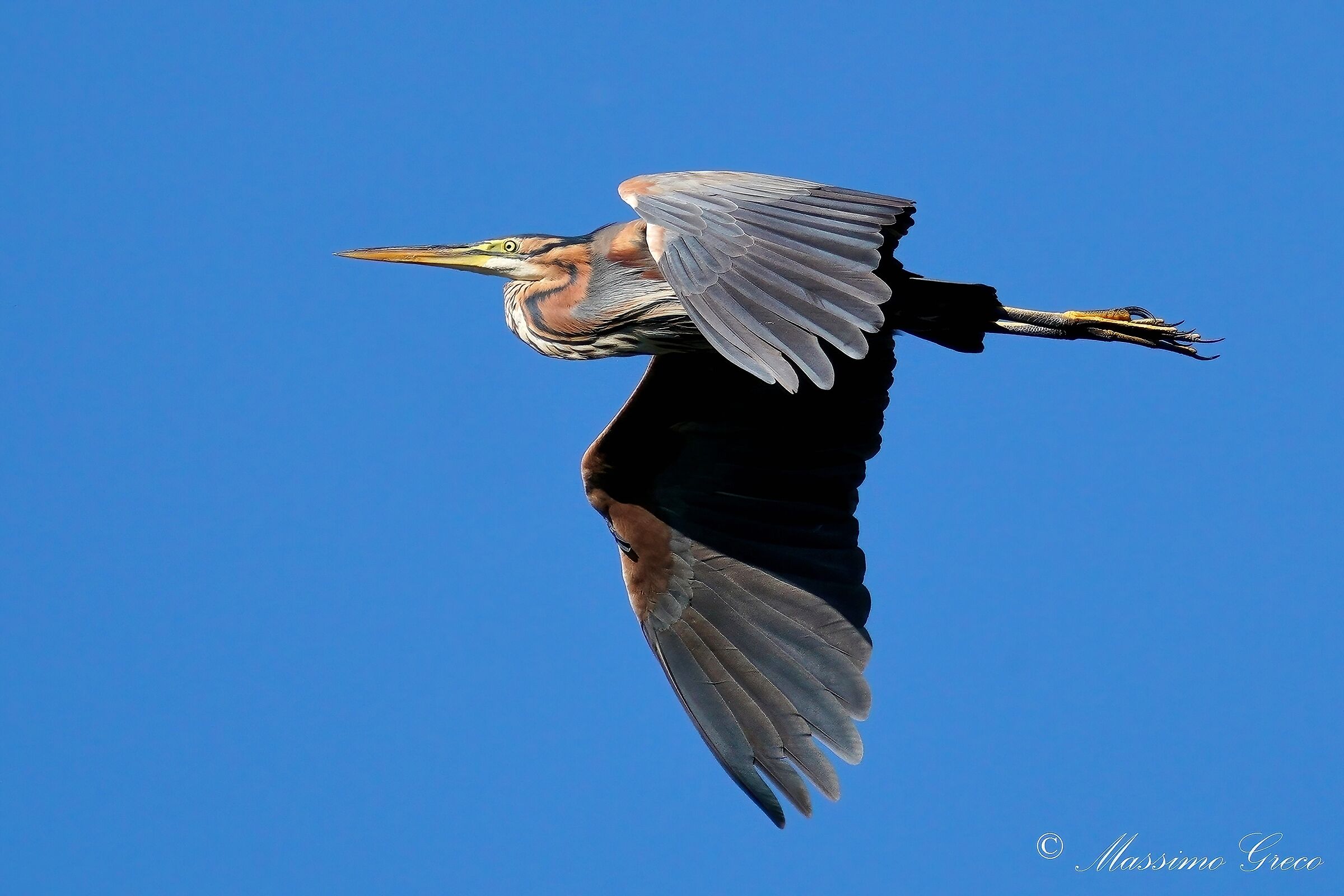 Airone rosso (Ardea purpurea)