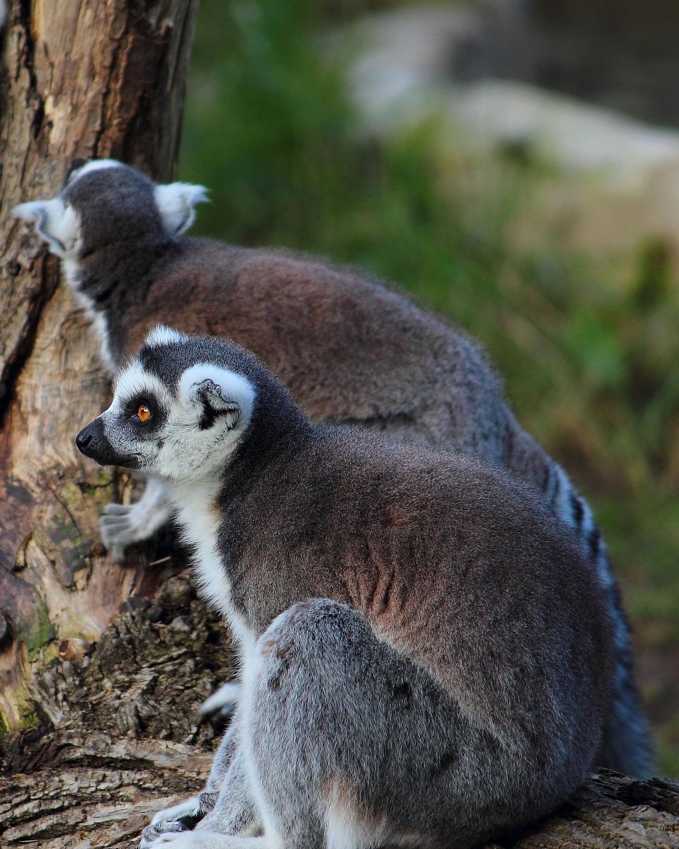 Lemur