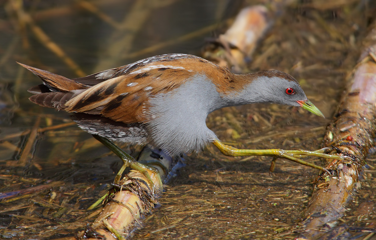 The pace of Crake