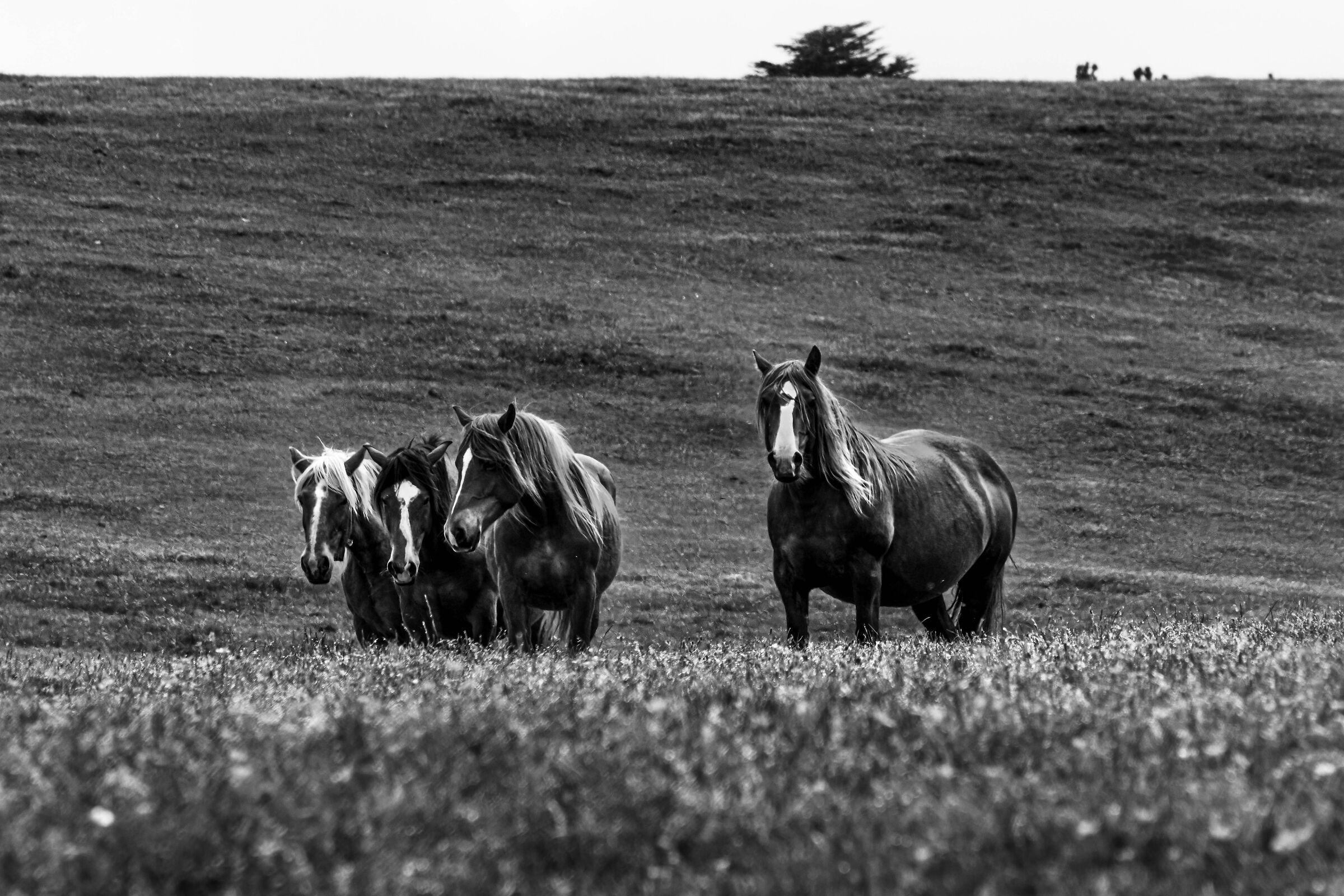 Wild Horses of Furlo