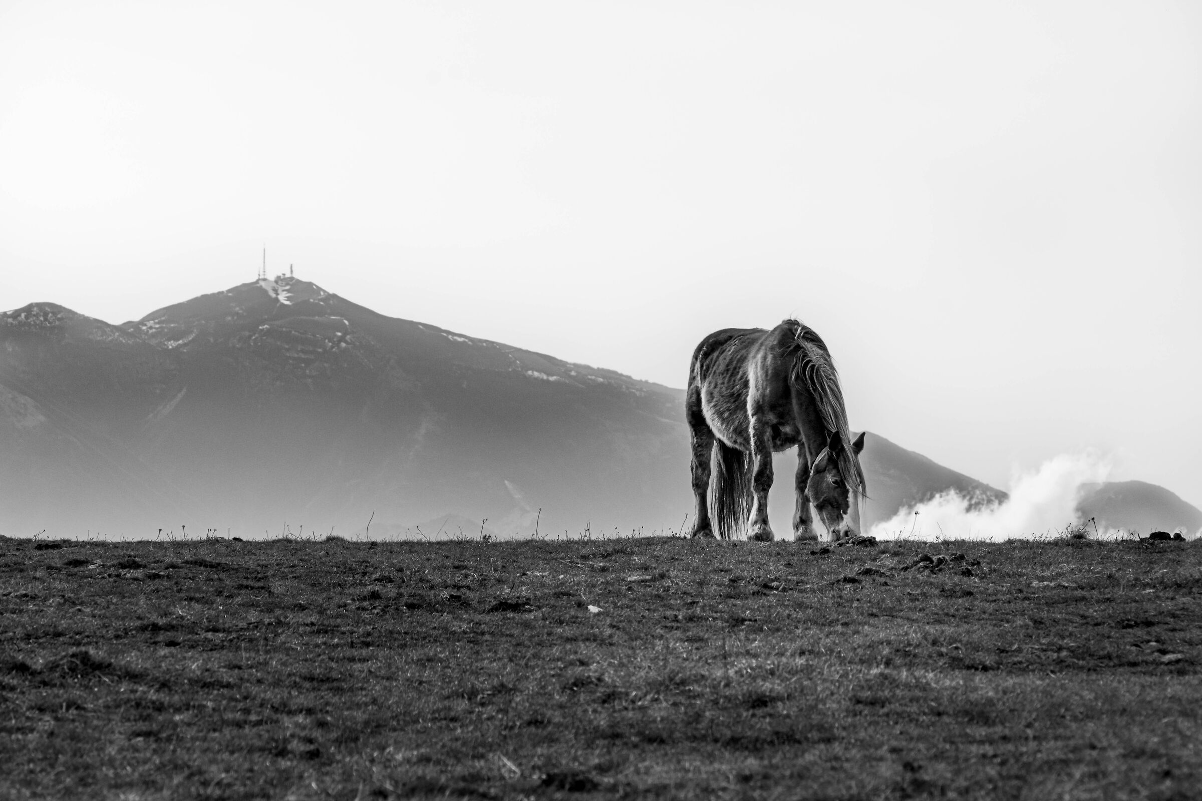 Wild Horses of Furlo