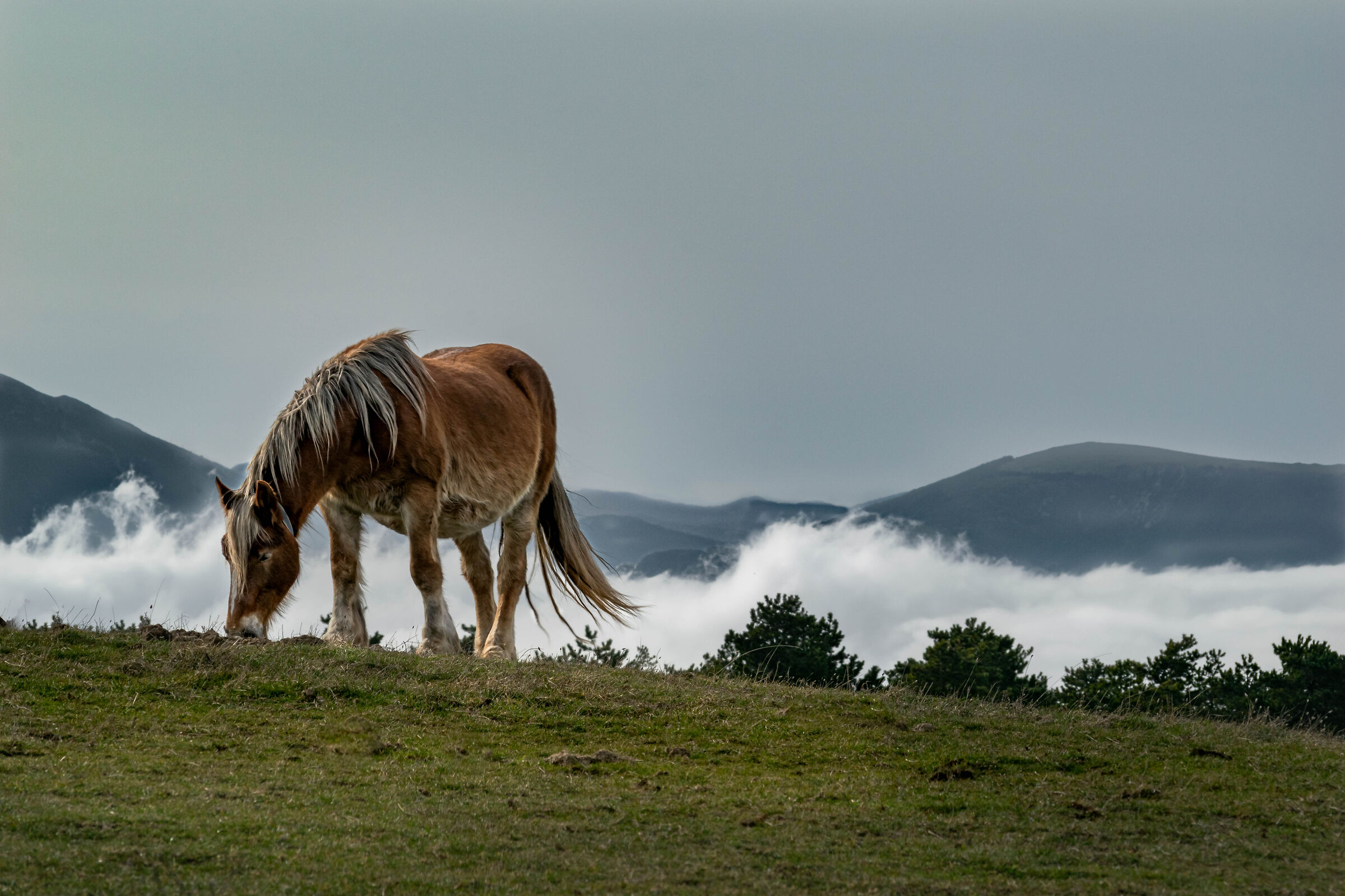 Wild Horses of Furlo