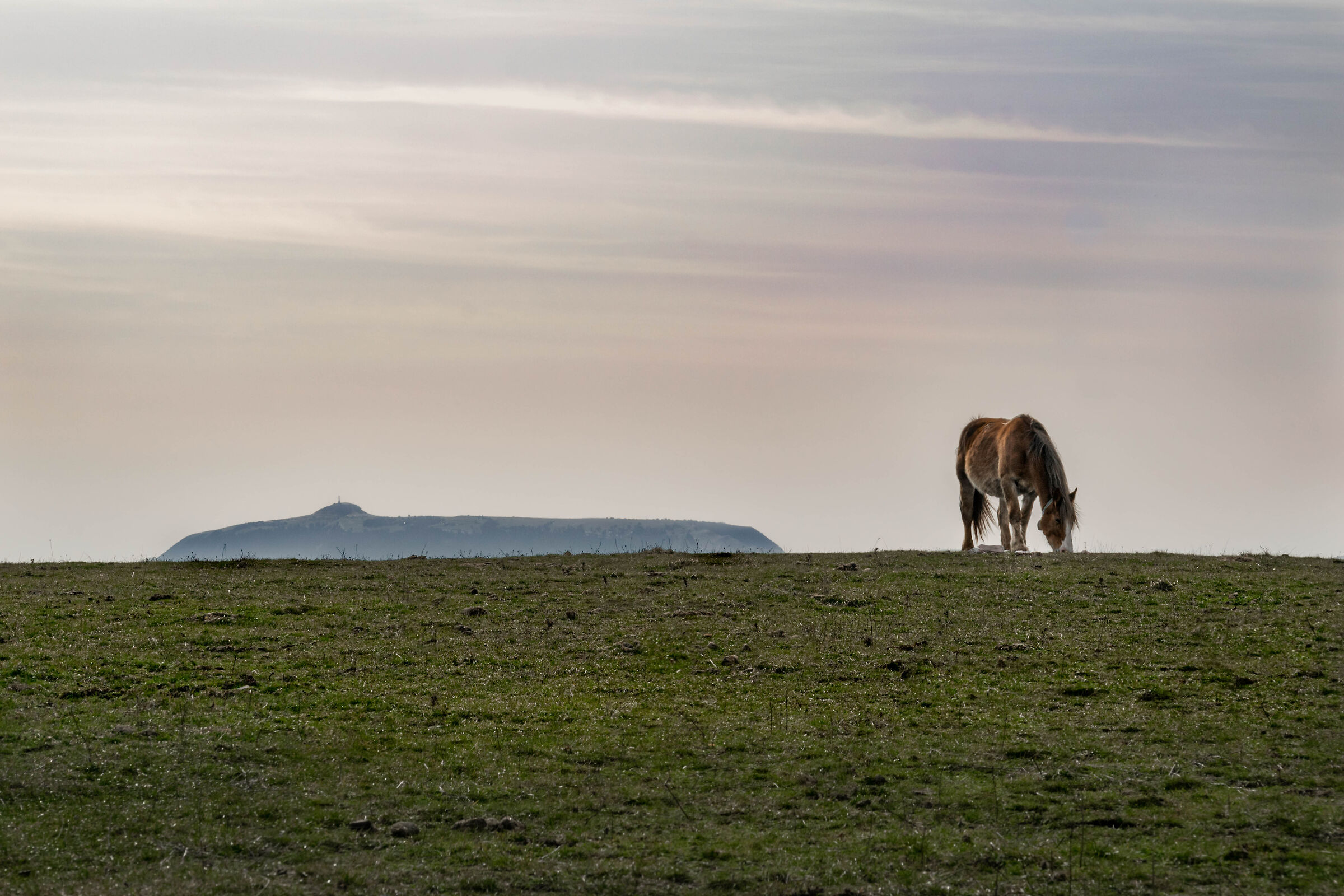 Wild Horses of Furlo