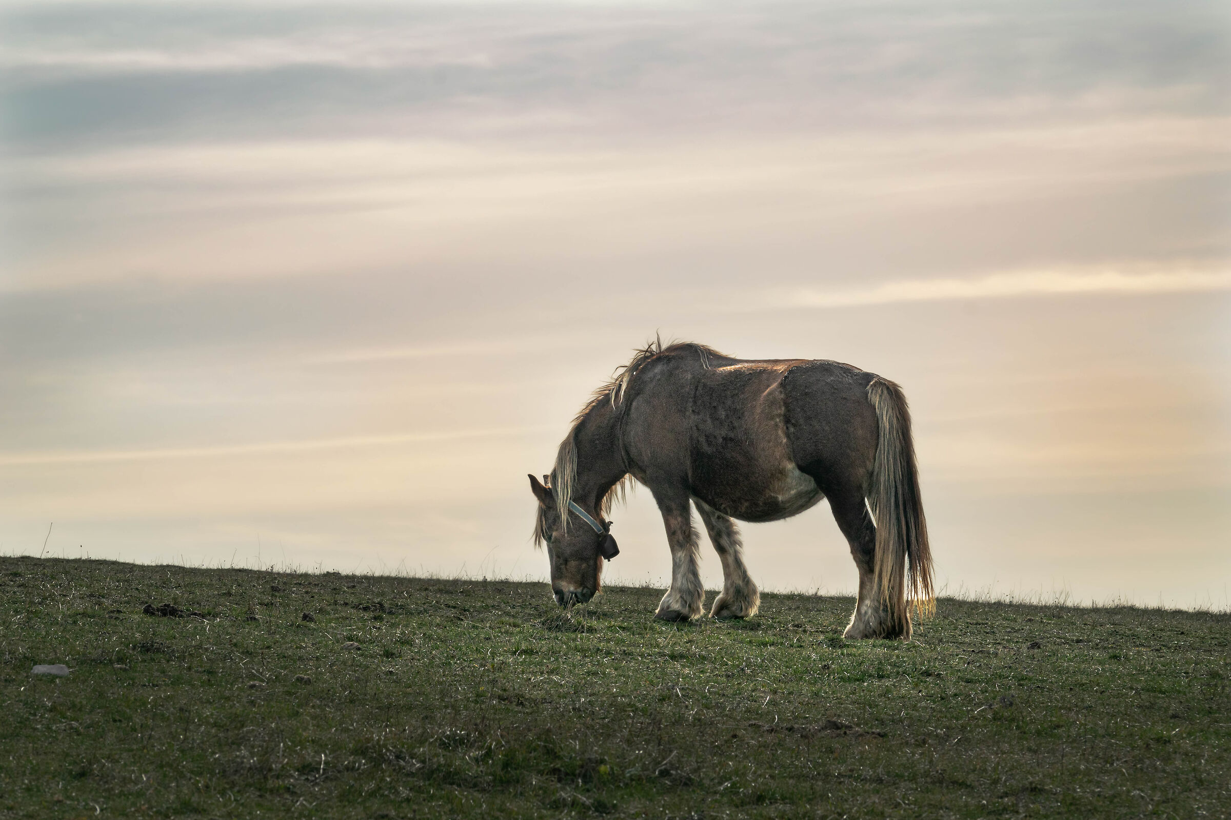 Wild Horses of Furlo