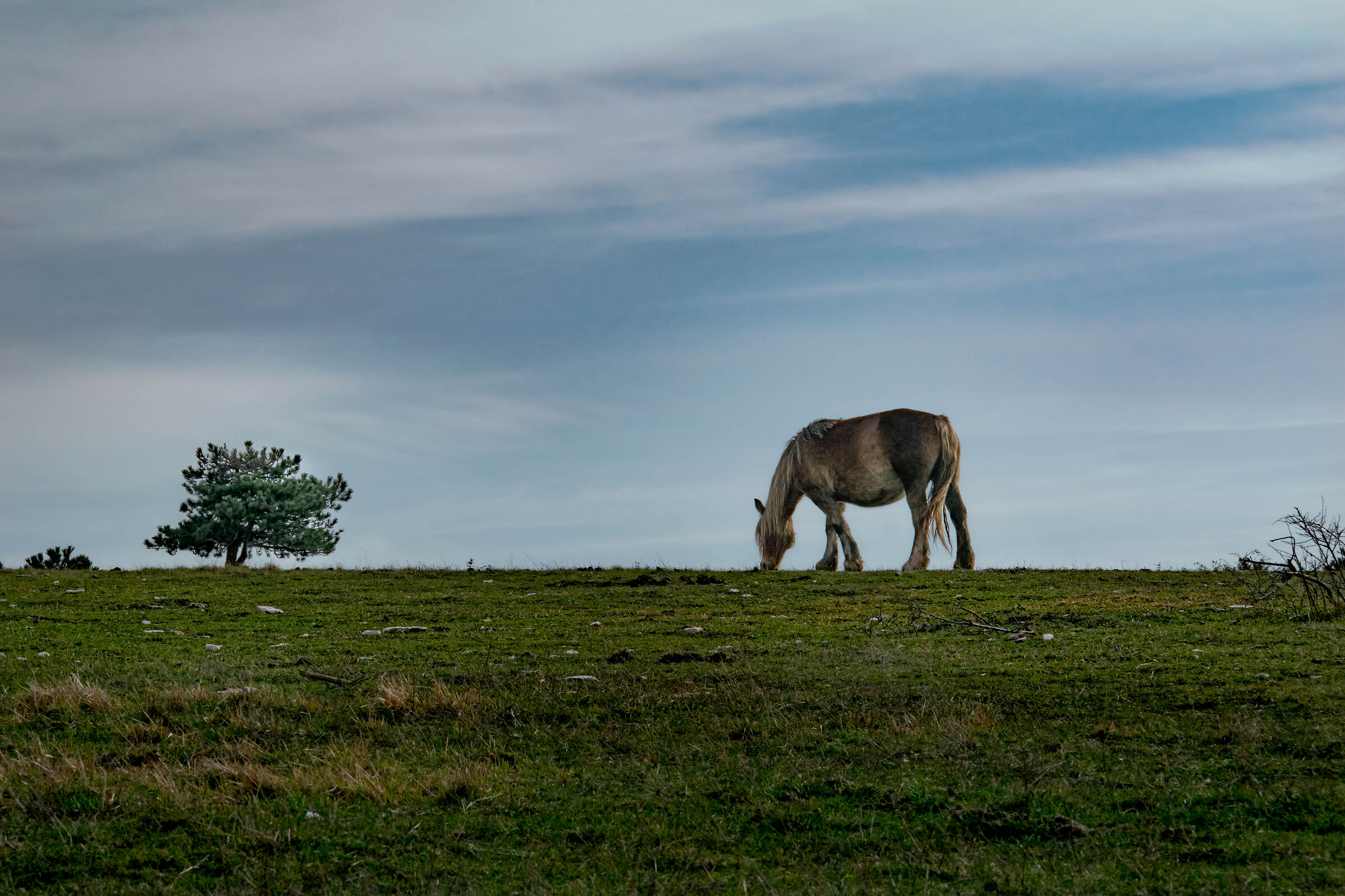 Wild Horses of Furlo