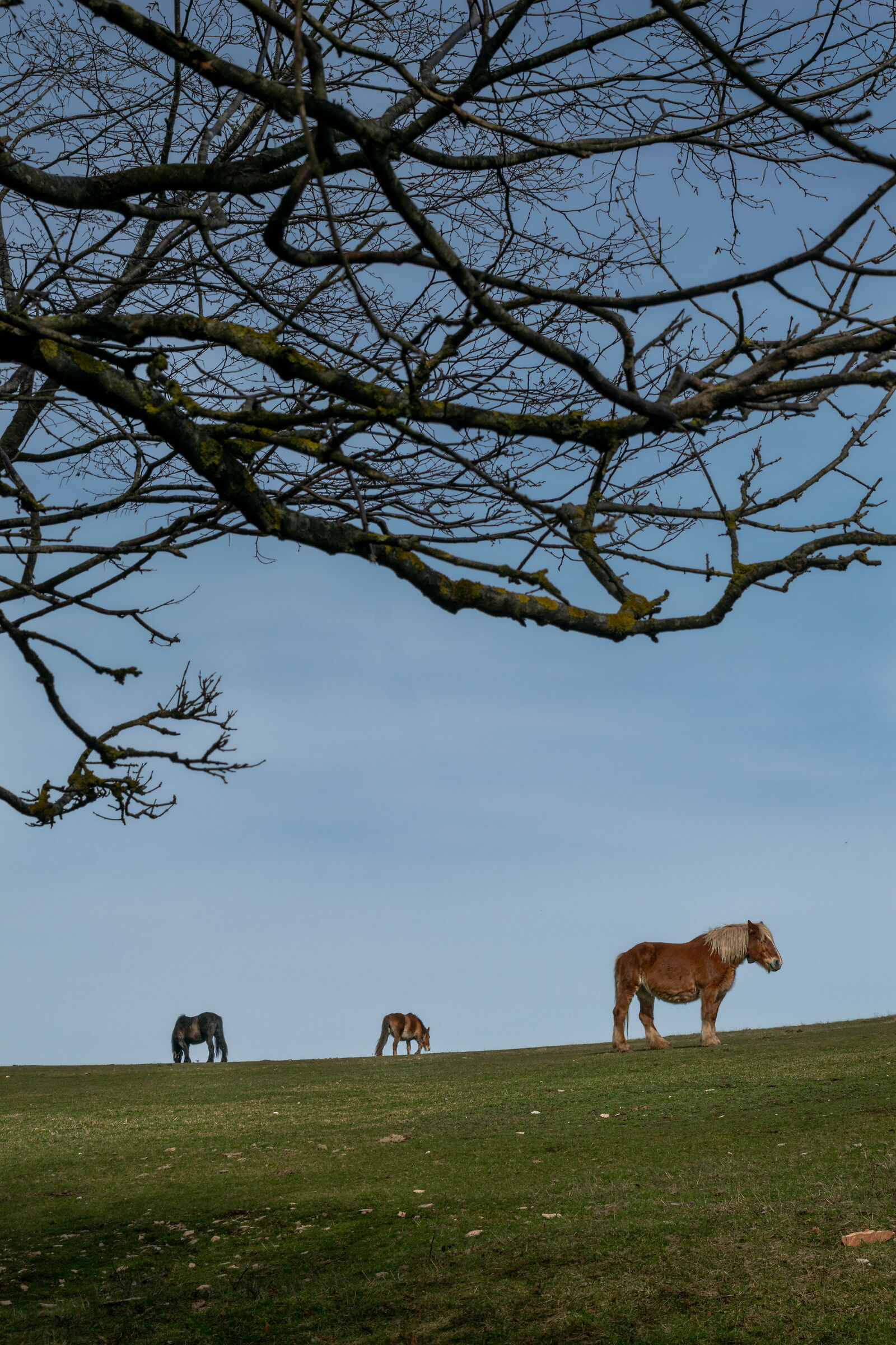 Wild Horses of Furlo