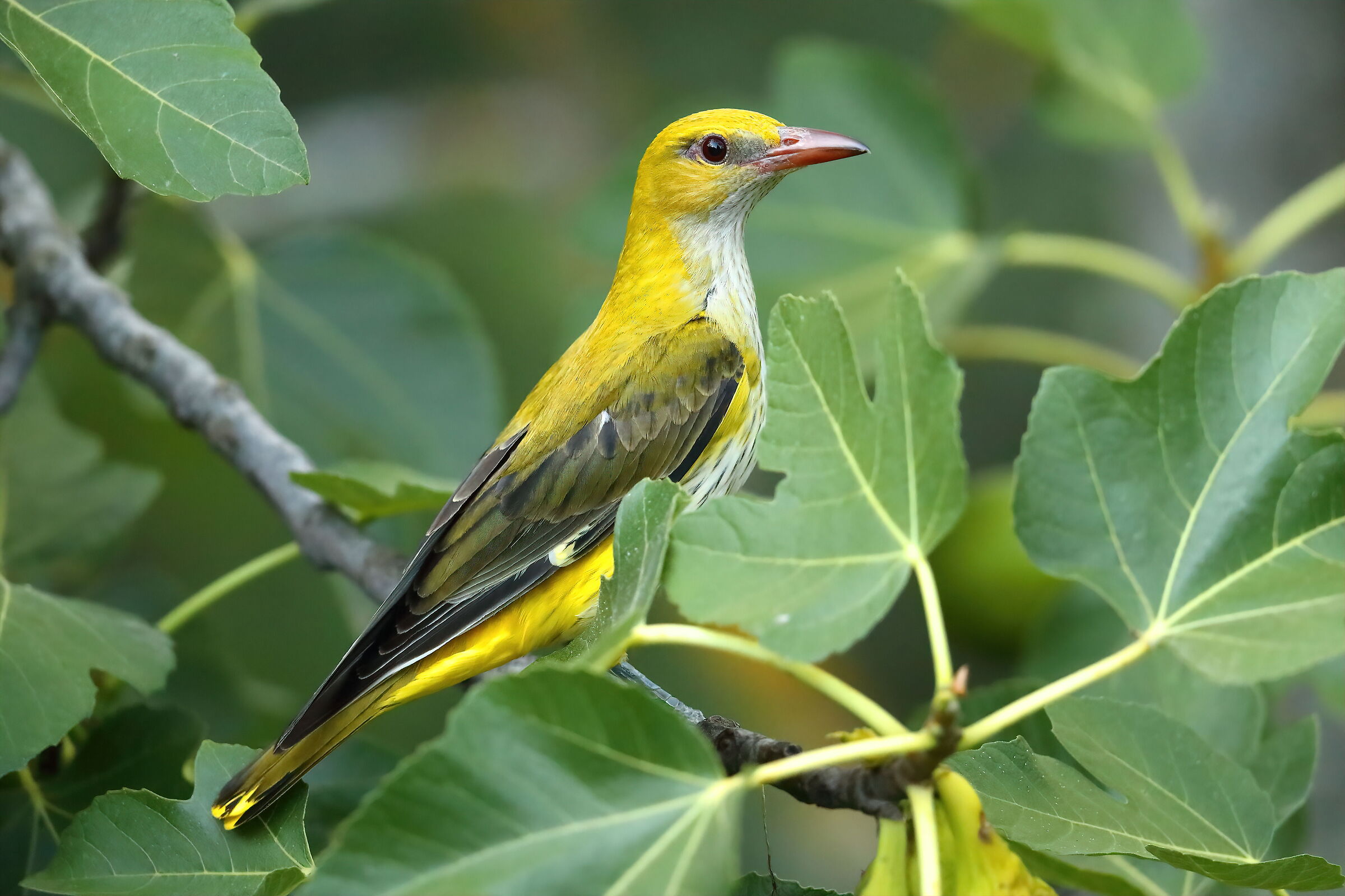 Oriole m. adult sub