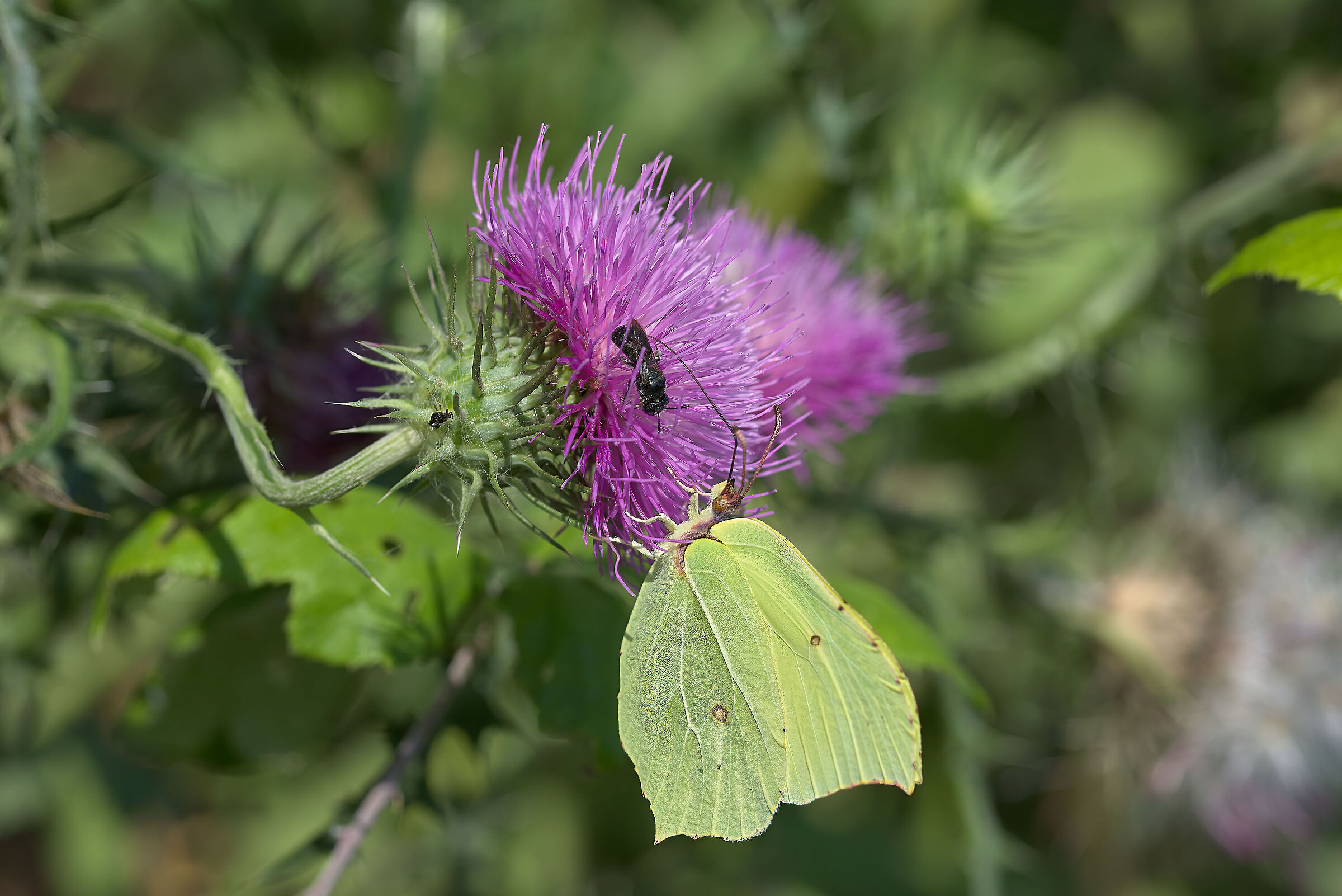 A Crowded Thistle