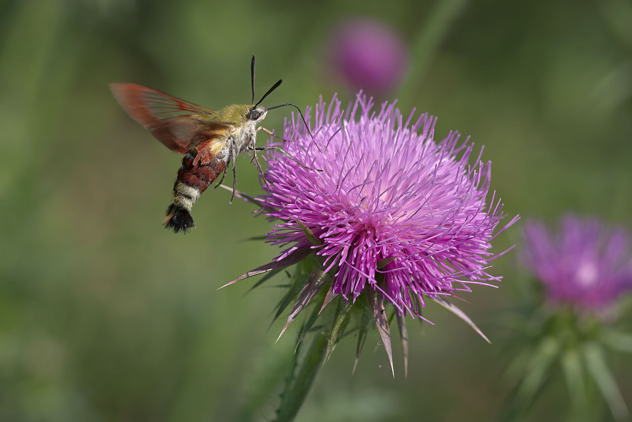 Hummingbird Moth (Hemaris fuciformis)