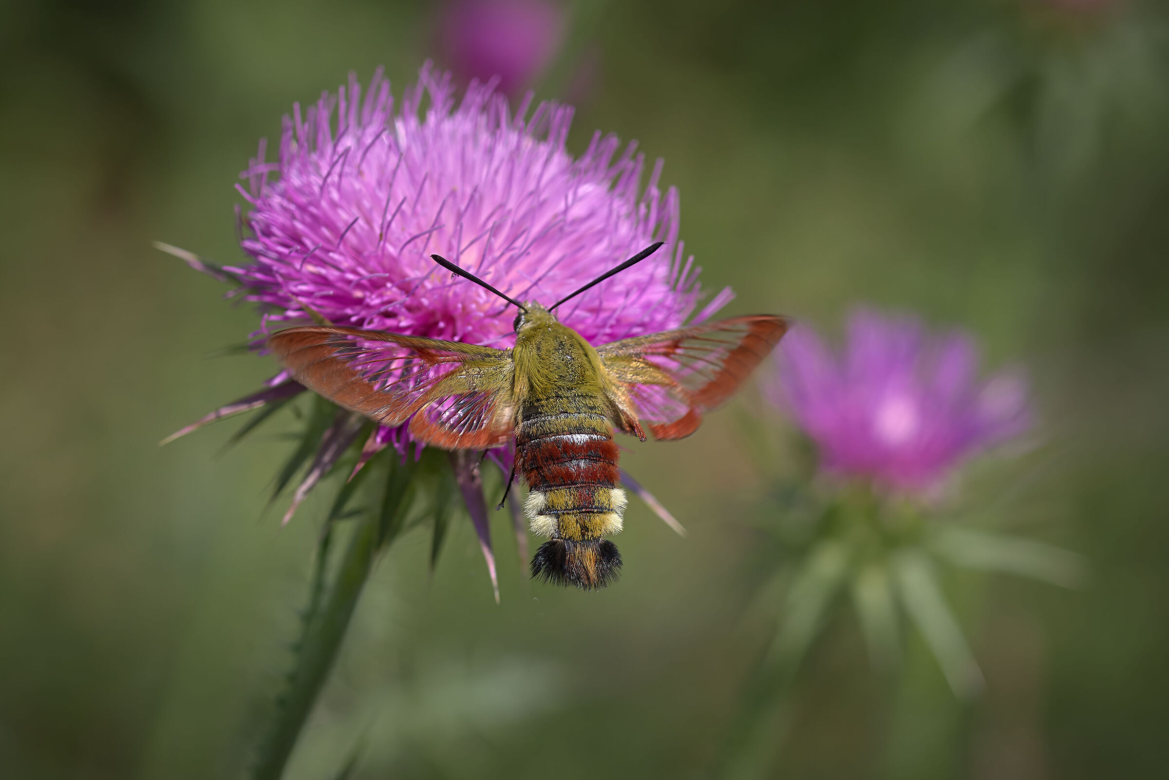 Ali Trasparenti (Hemaris fuciformis)