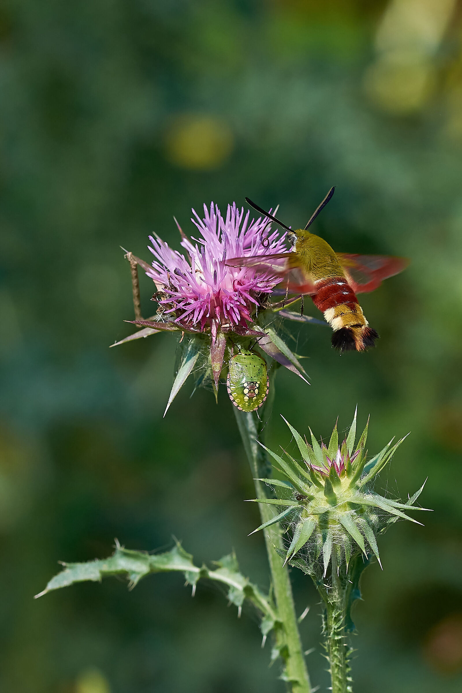 Inhabitants of the Thistles