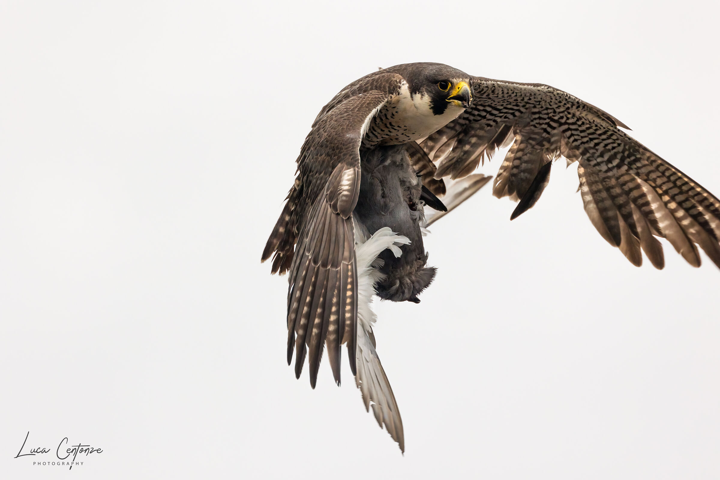 Falco Pellegrino con preda.