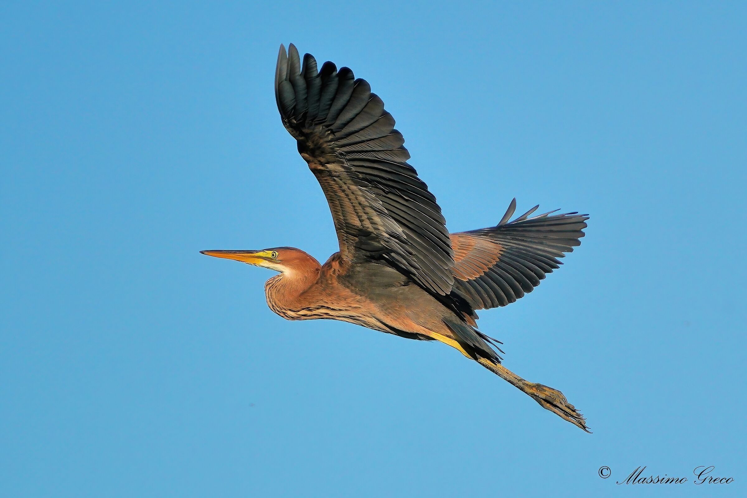 Airone rosso (Ardea purpurea)