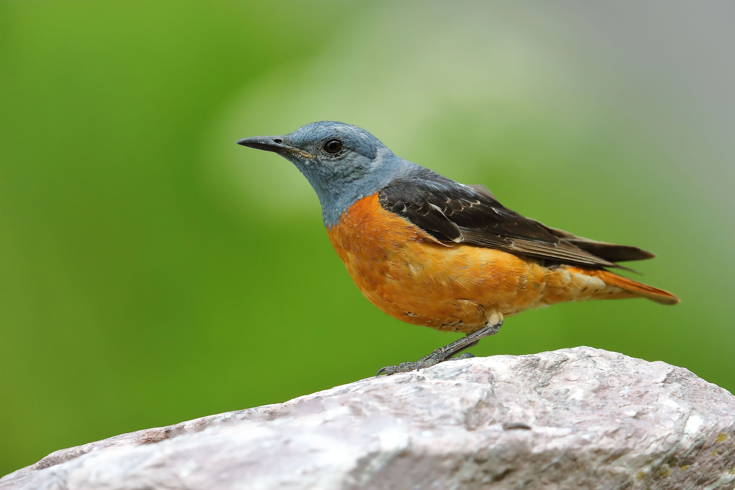 Redstart m.