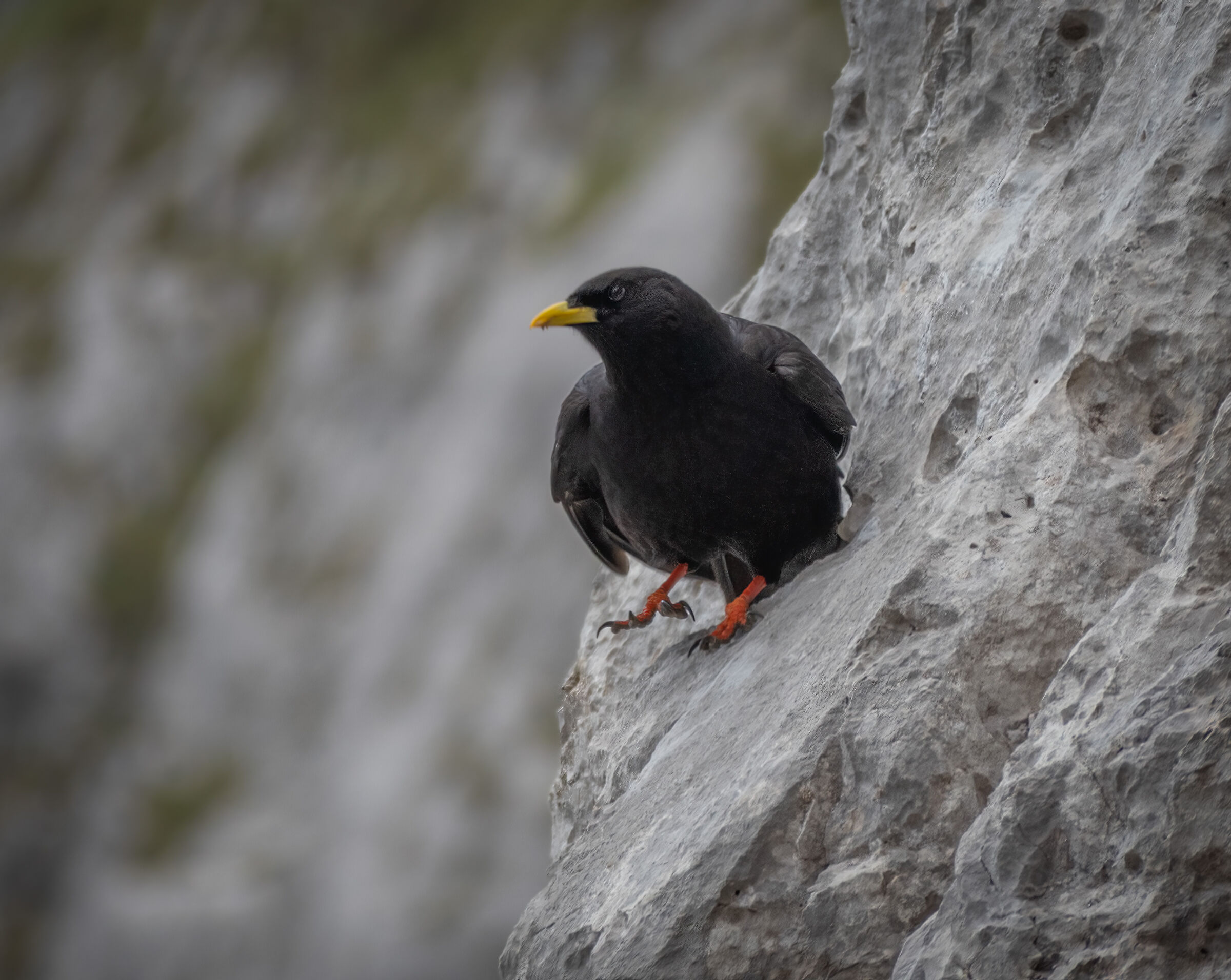 Gracchio Alpino (Pyrrhocorax graculus)