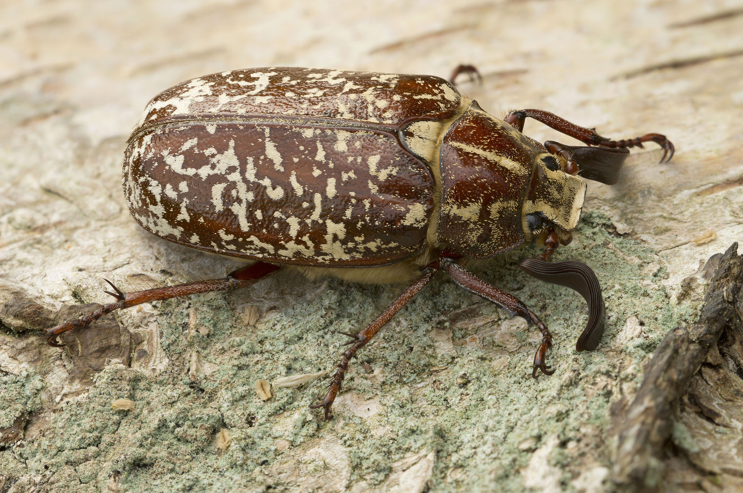 Chafer di pino