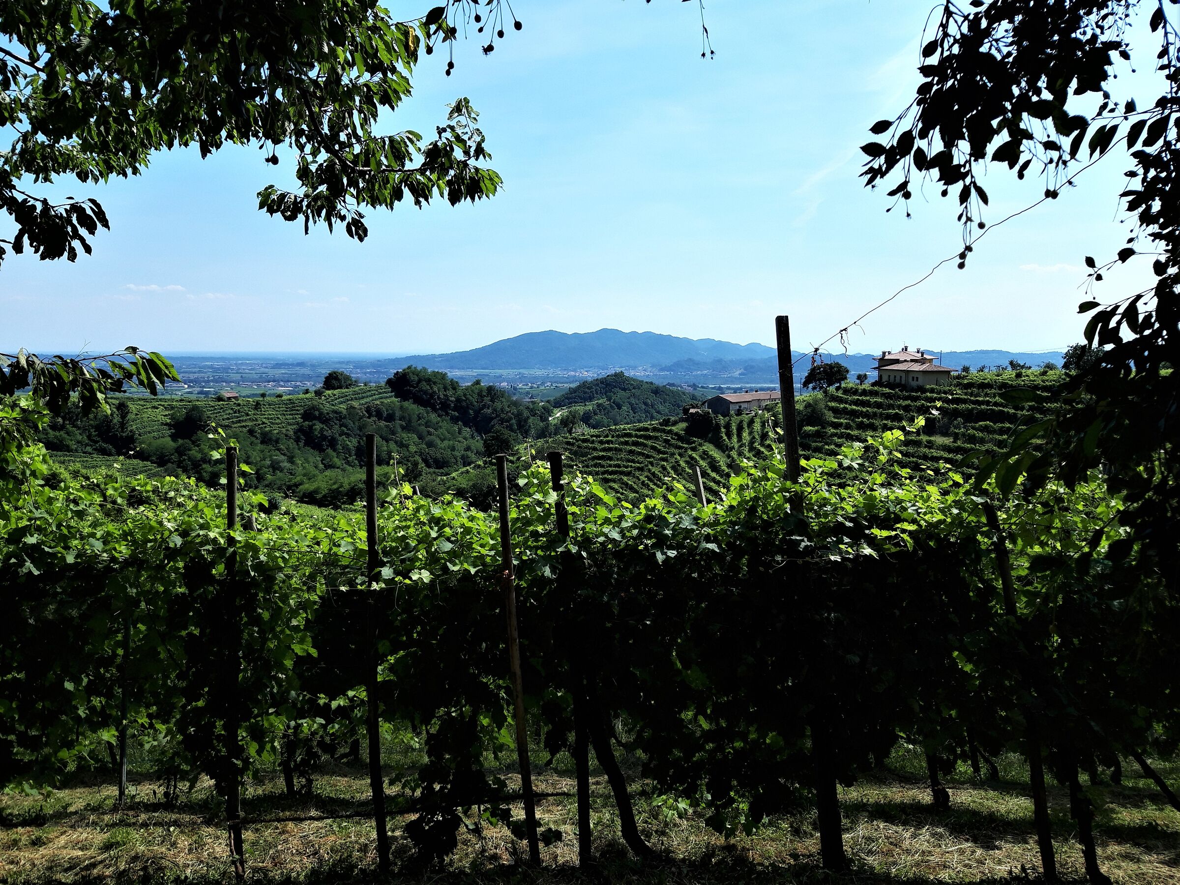 Valdobbiadene : Prosecco Patrimonio Unesco
