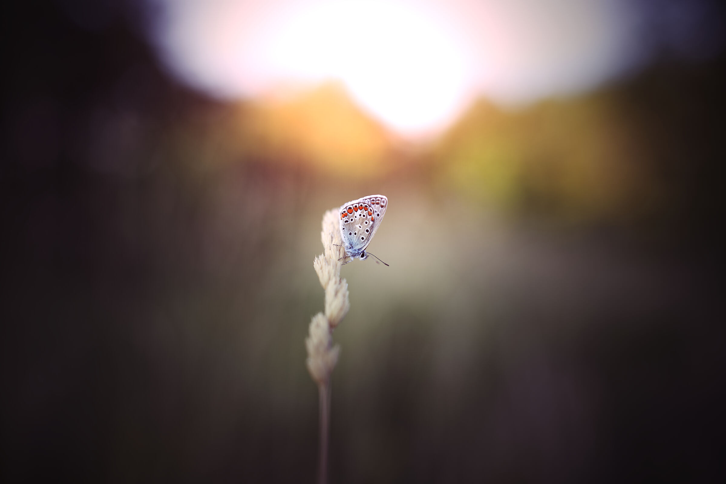 Untitled Photo