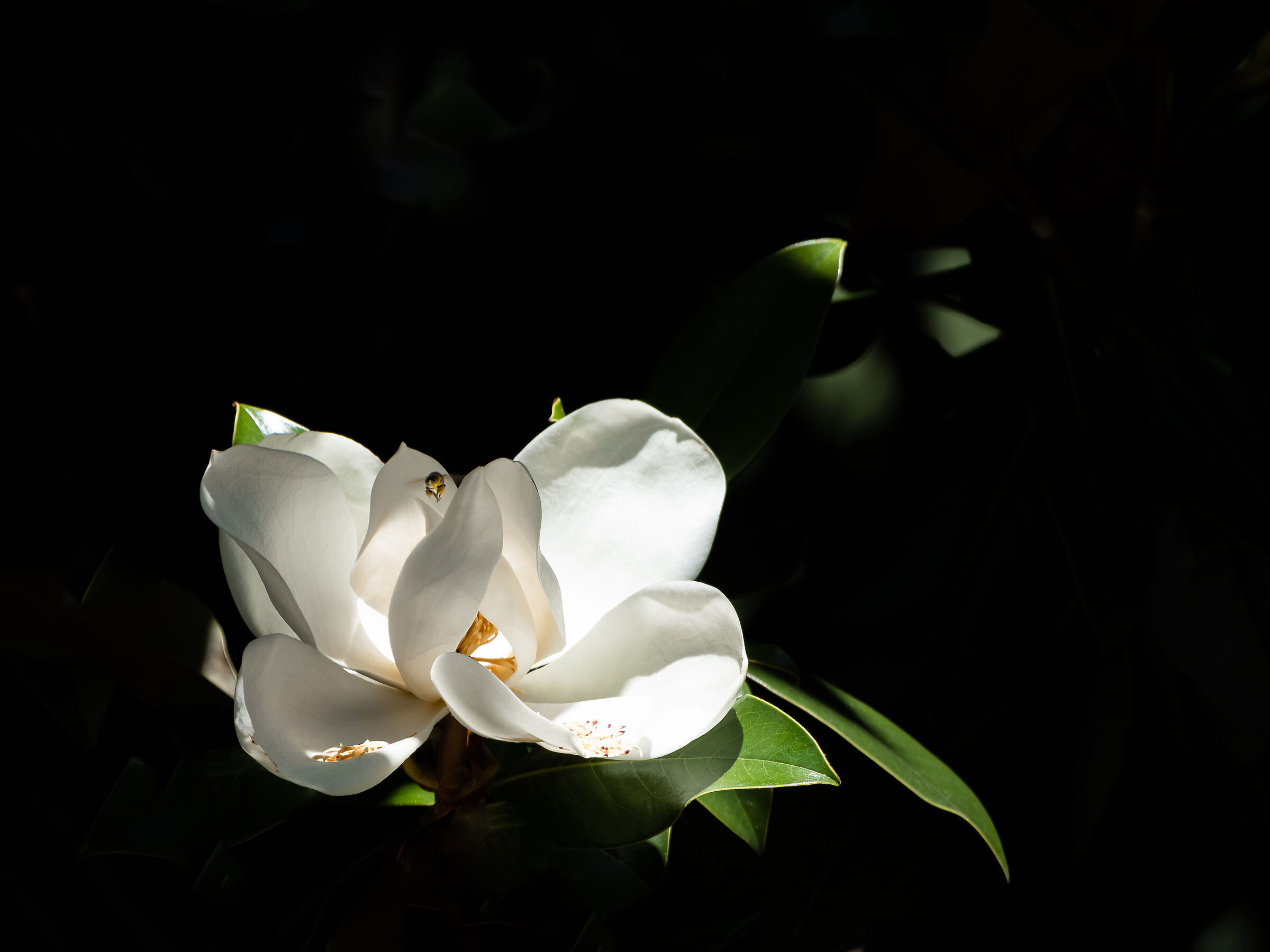 Fior di magnolia con piccolo ospite volante.....