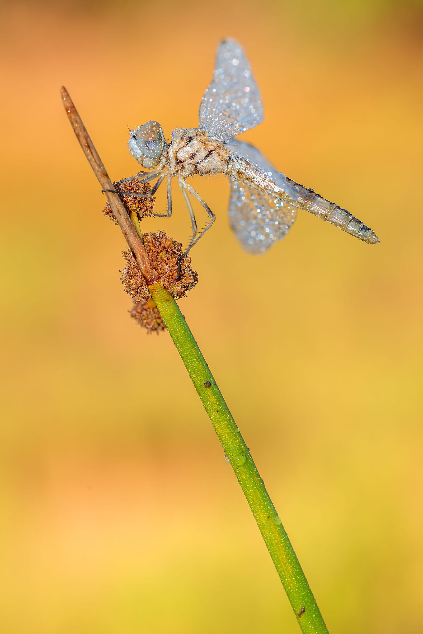 Selysiothemis nigra