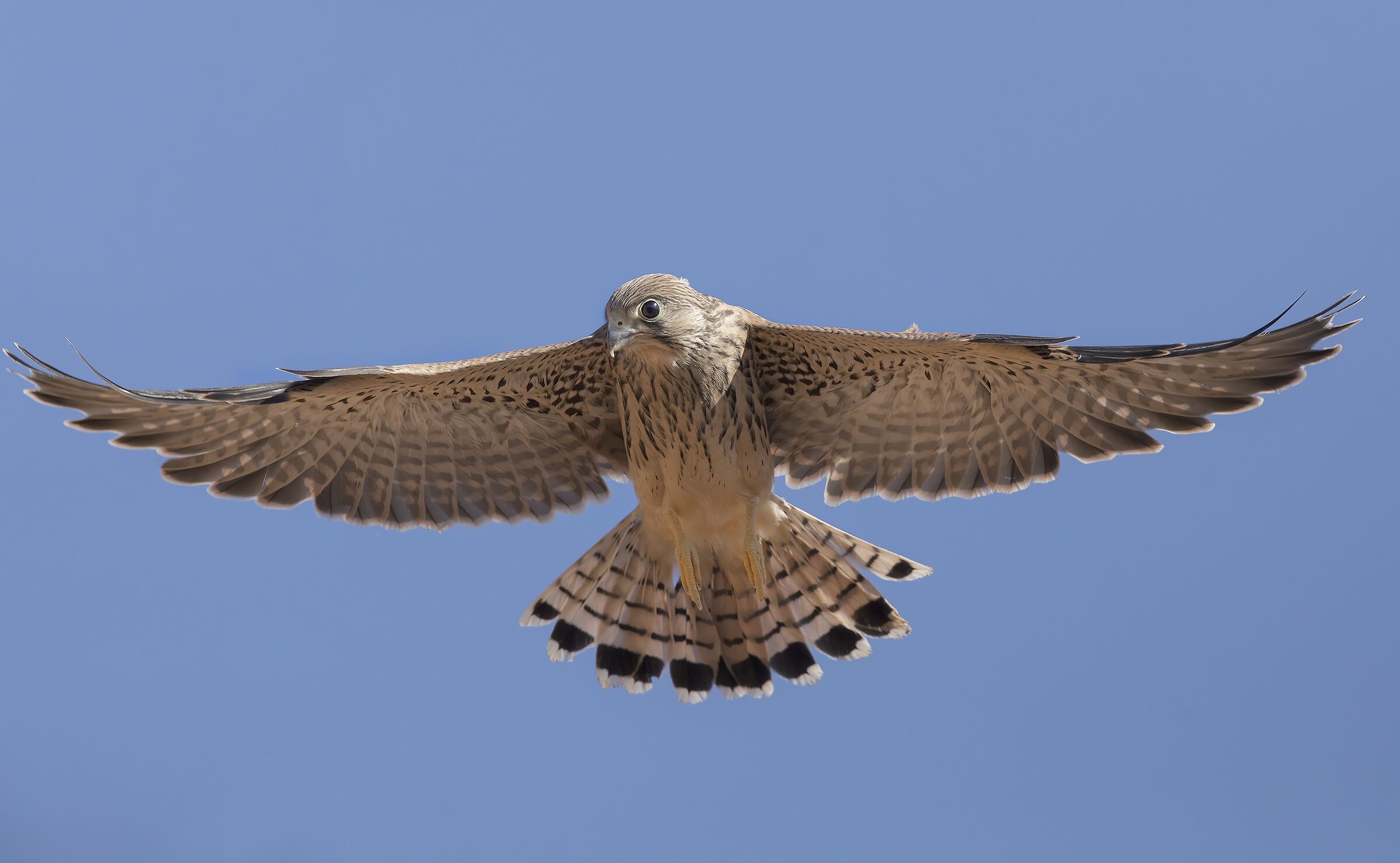 grillaio giovane involato