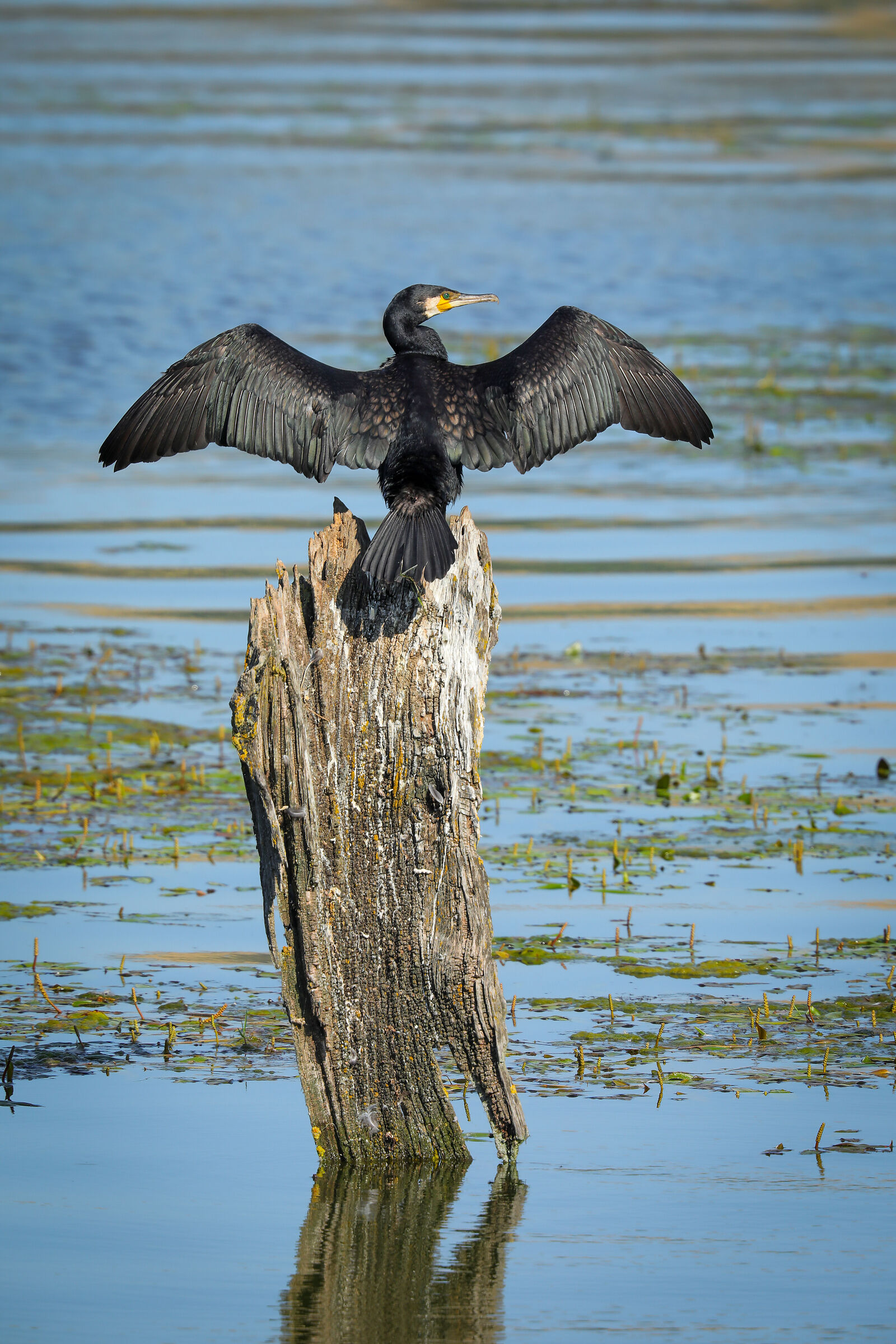 Cormorant opens its wings